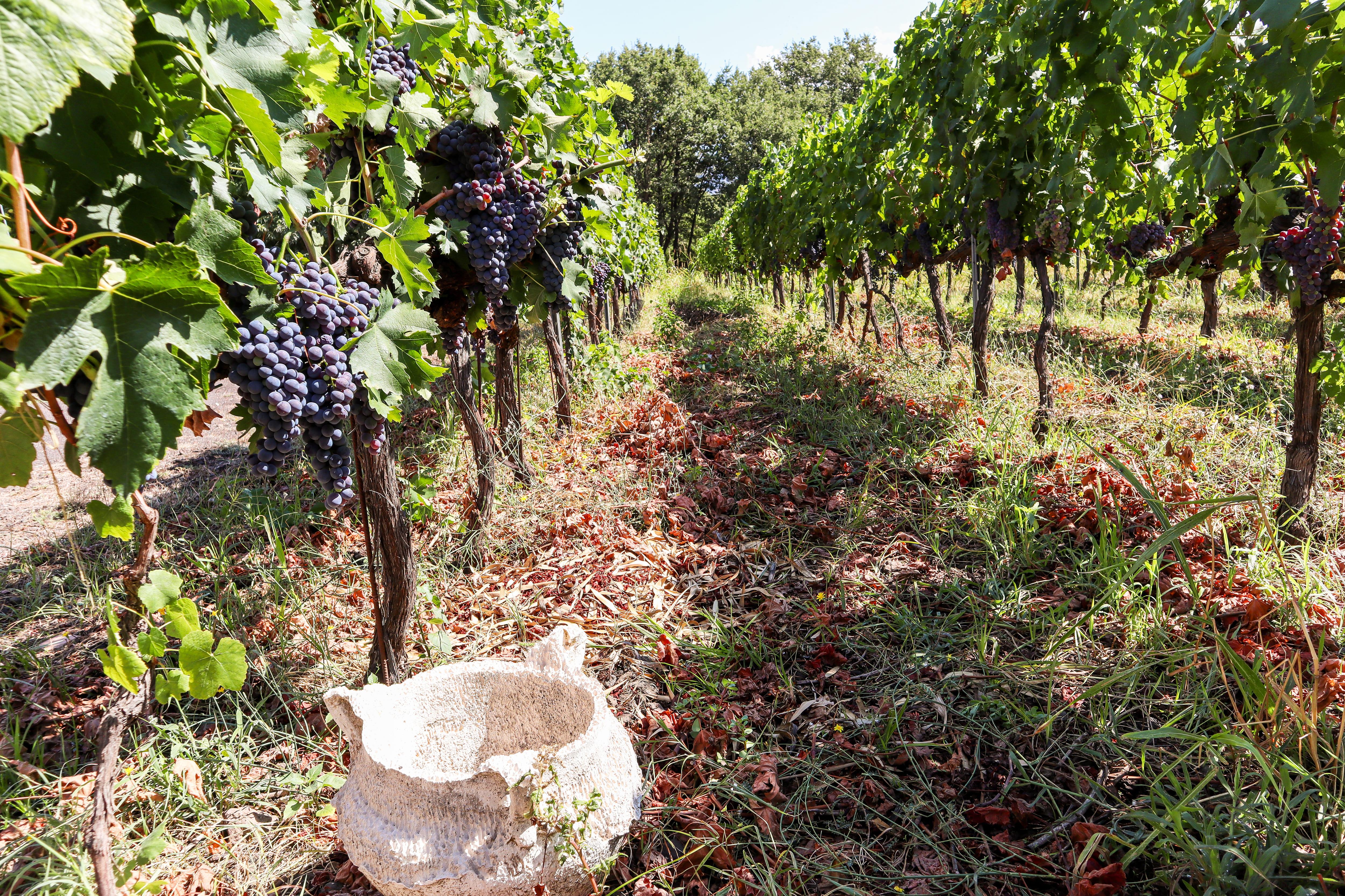 Douro Valley Wine & Boat Tour from Porto with Sommelier Guide