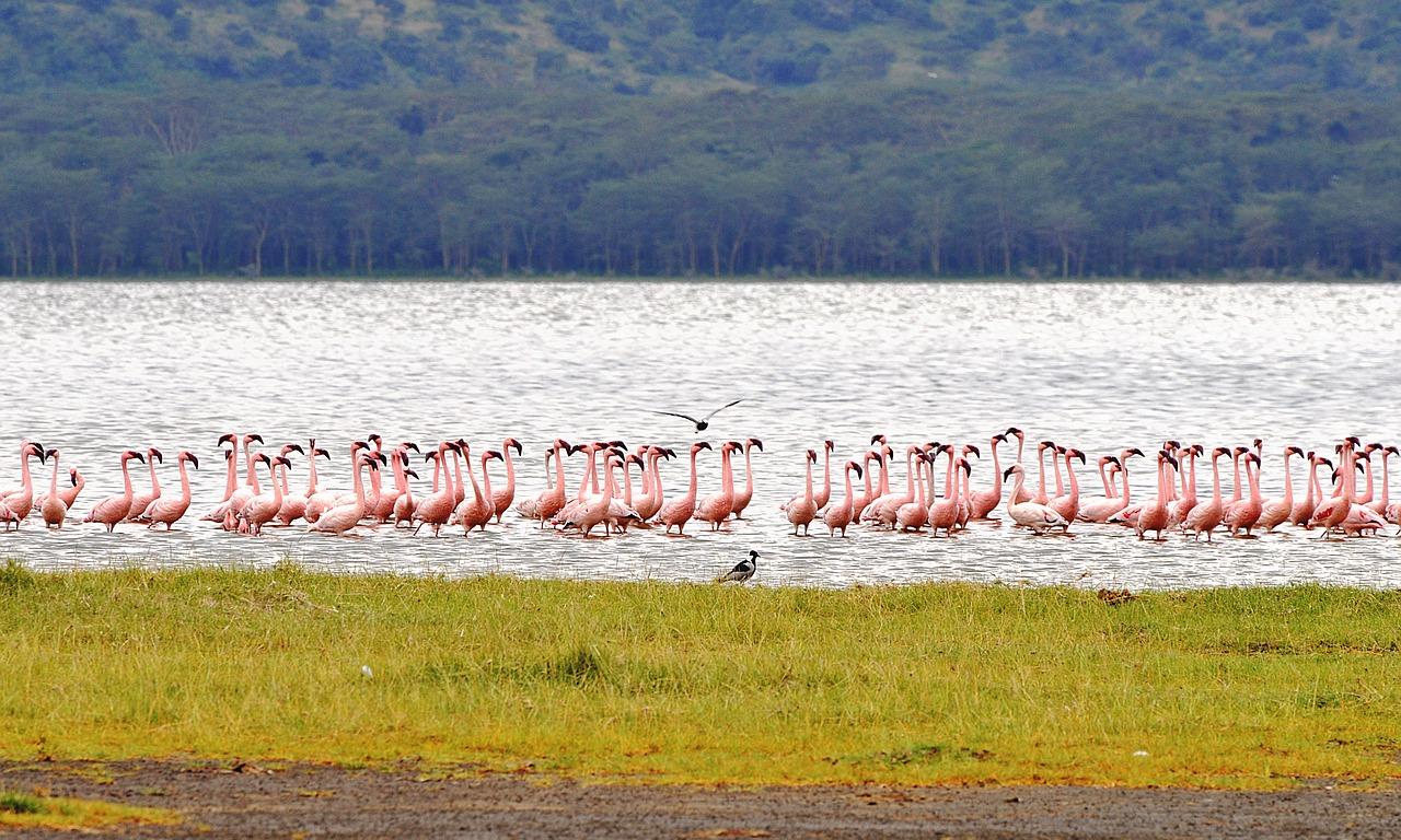 5-Day Private Kenya Safari: Maasai Mara, Nakuru & Naivasha