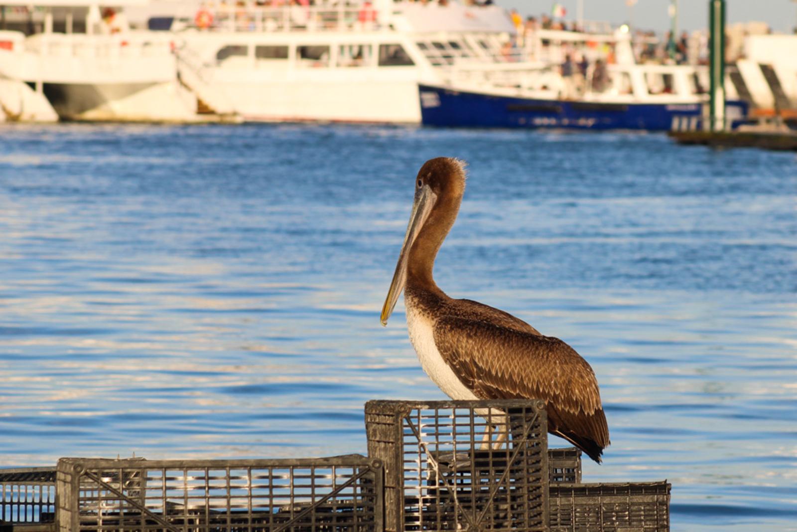 Cabo San Lucas Sunset Cruise
