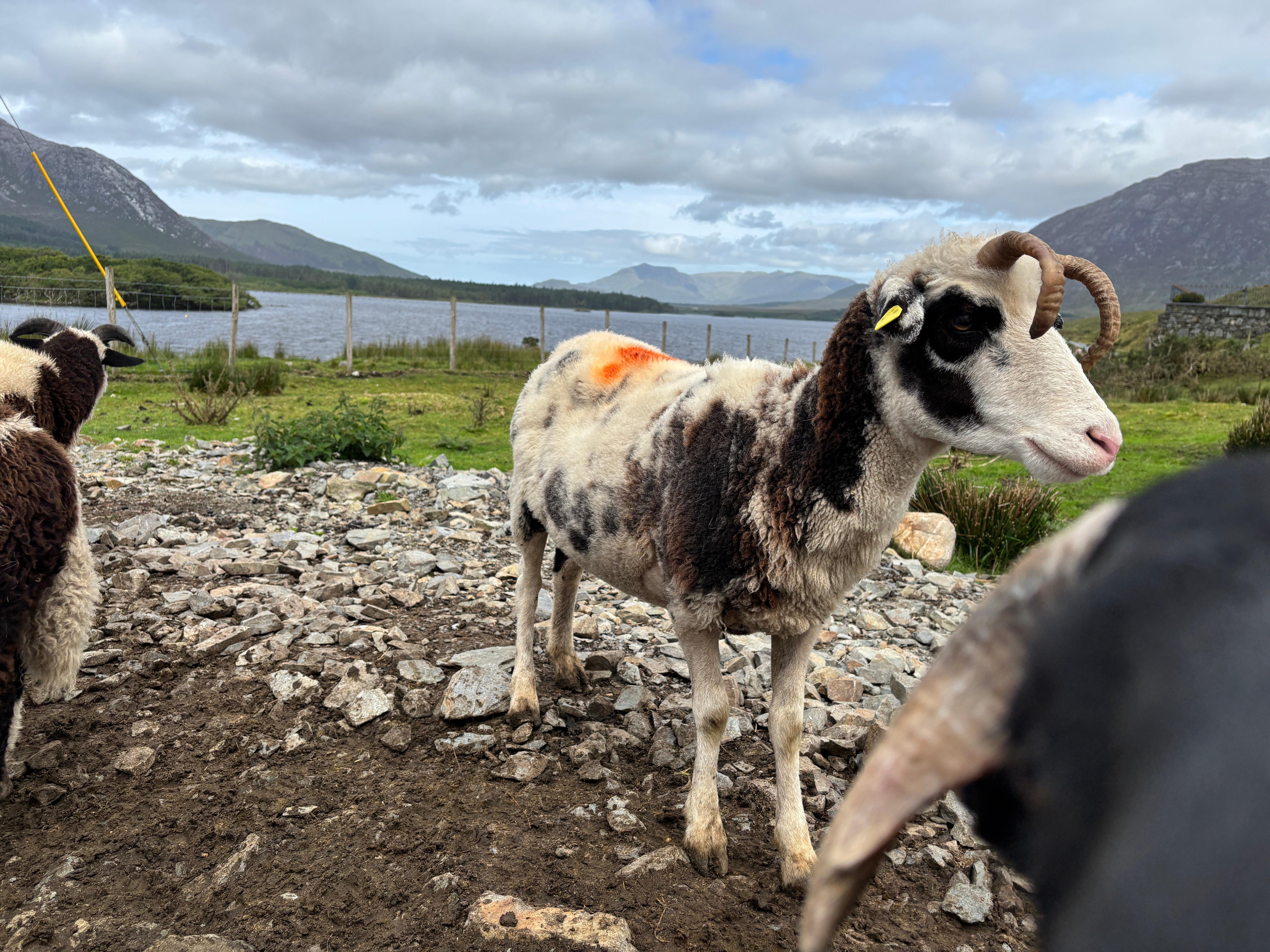 Galway to Cliffs of Moher Private Full-Day Tour