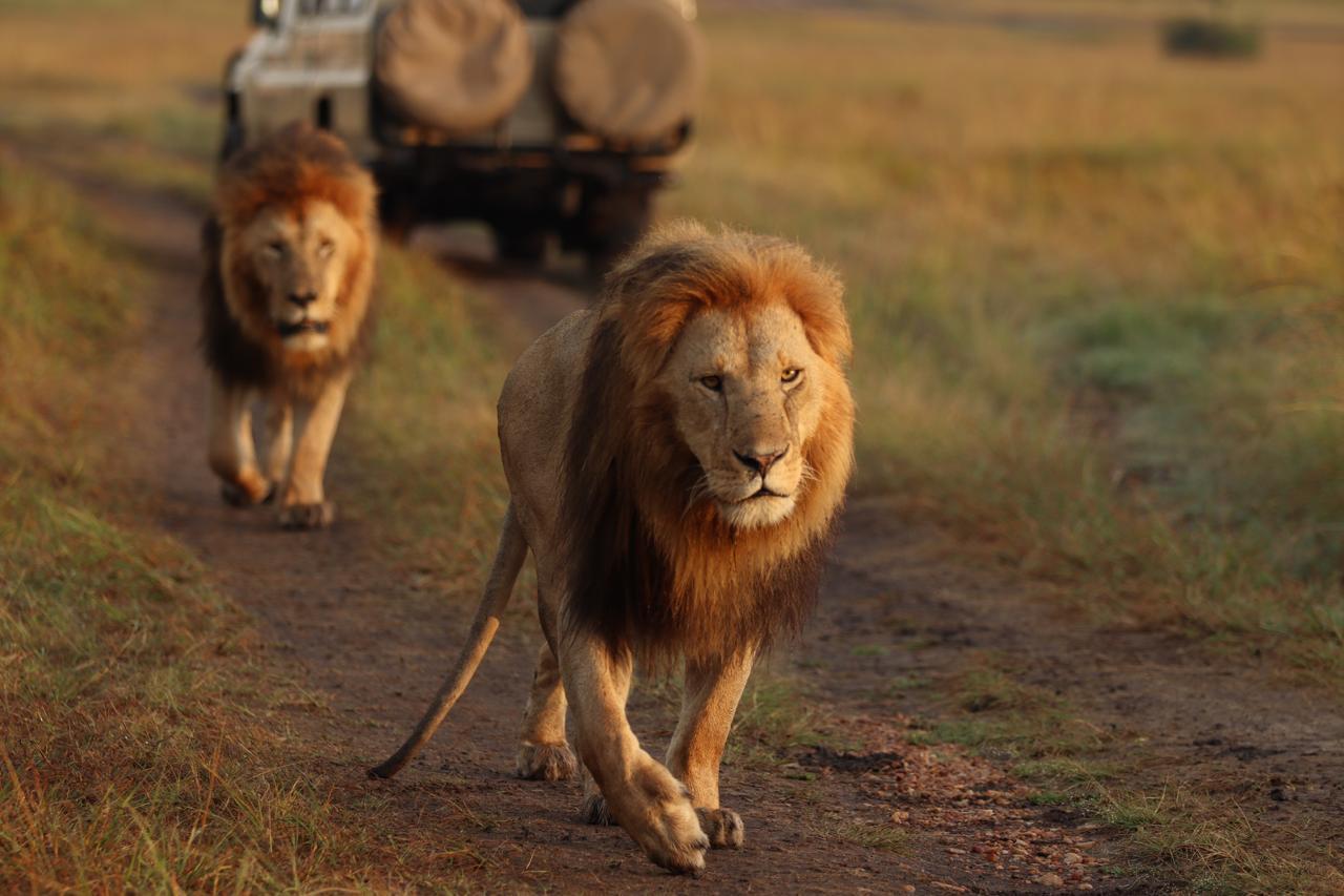 3-Day Masai Mara Safari Adventure from Nairobi