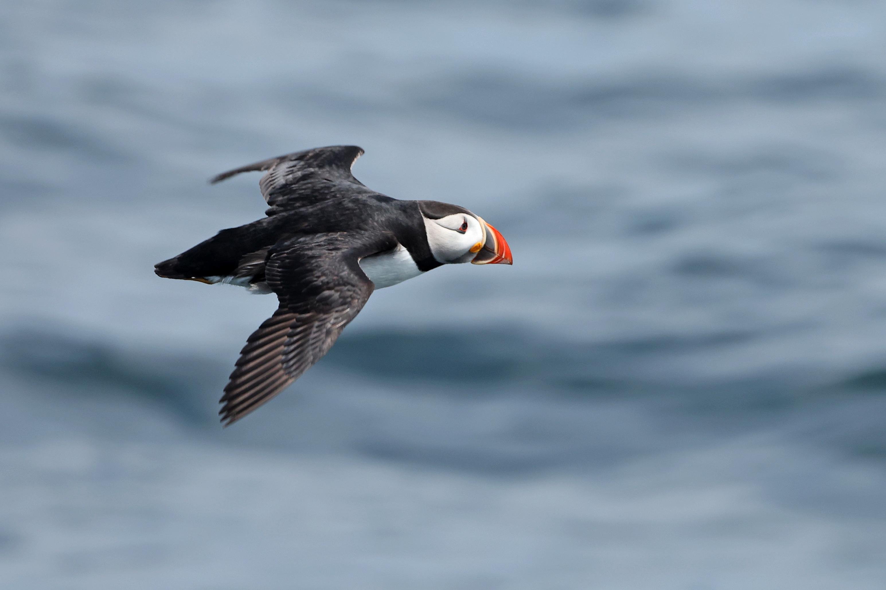 Puffin & Wildlife Cruise from Boothbay Harbor