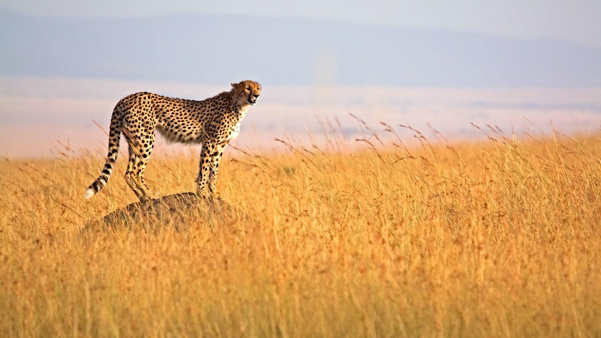 5-Day Private Kenya Safari: Maasai Mara, Nakuru & Naivasha