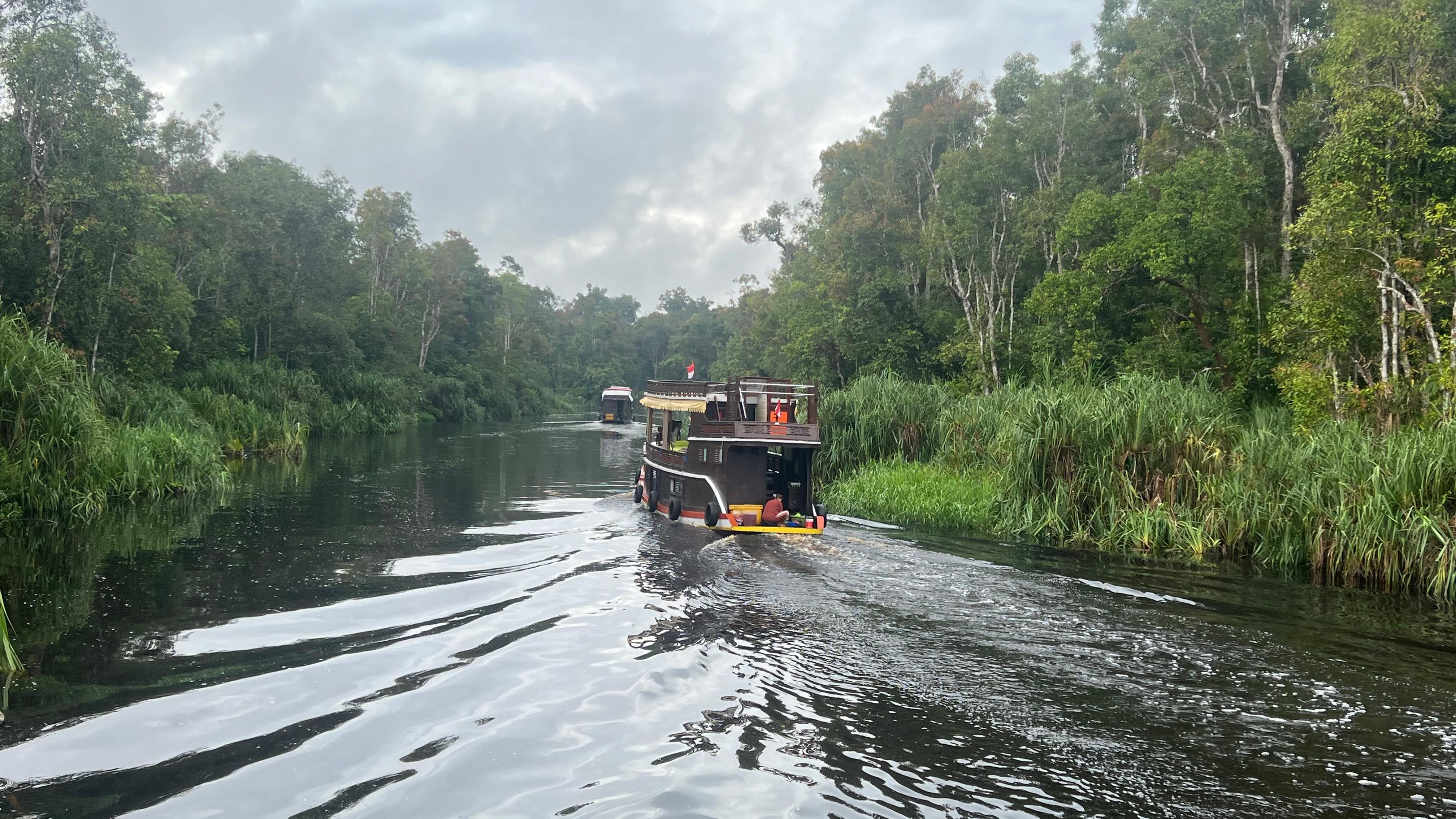 Private Borneo Orangutan River Cruise from Pangkalan Bun