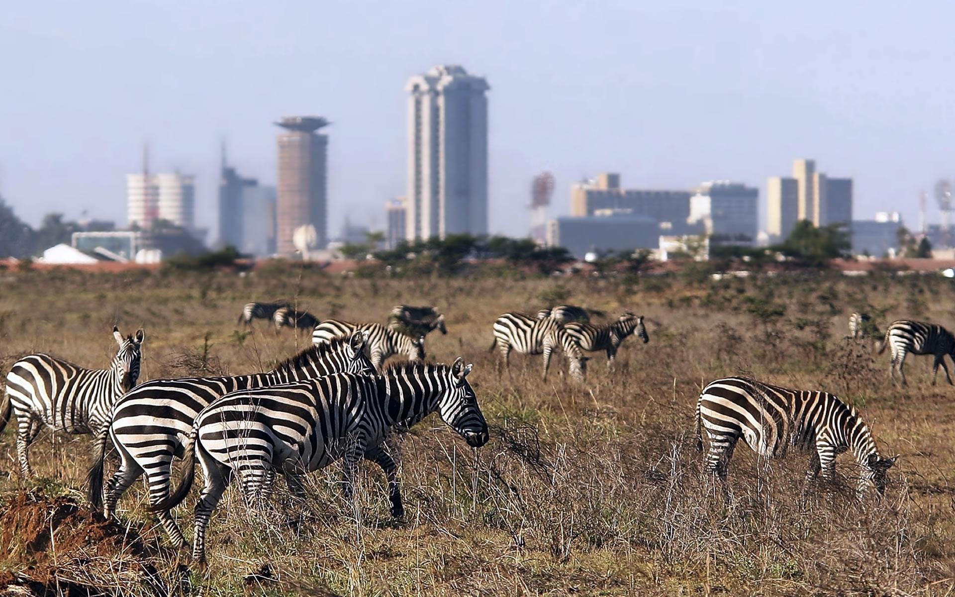 Nairobi Safari Highlights: Wildlife Parks & Elephant Sanctuary