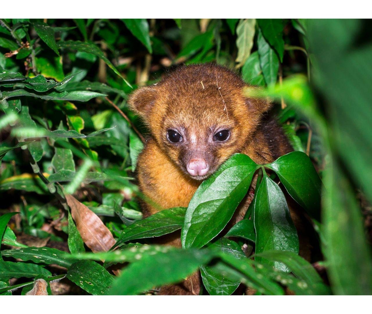 Manuel Antonio Night Wildlife Walk with Expert Naturalist