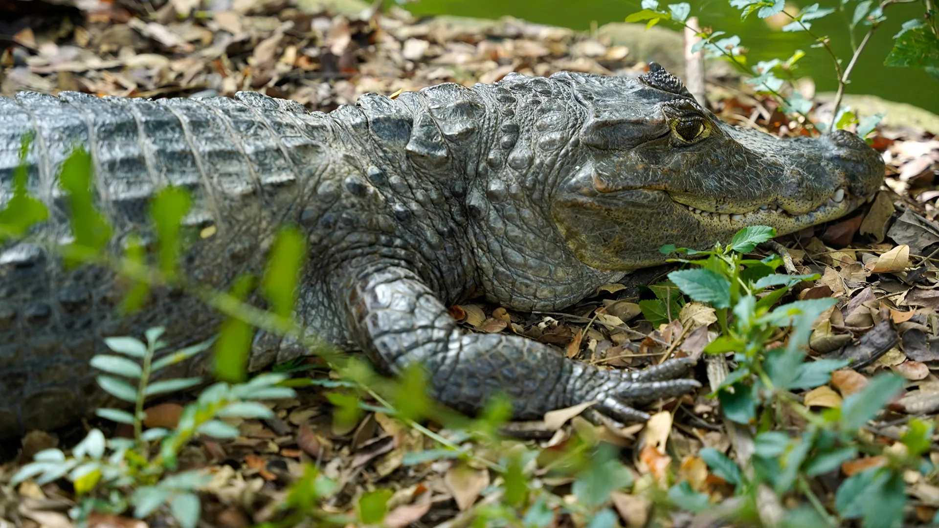 Tortuguero National Park Canoe Wildlife Tour