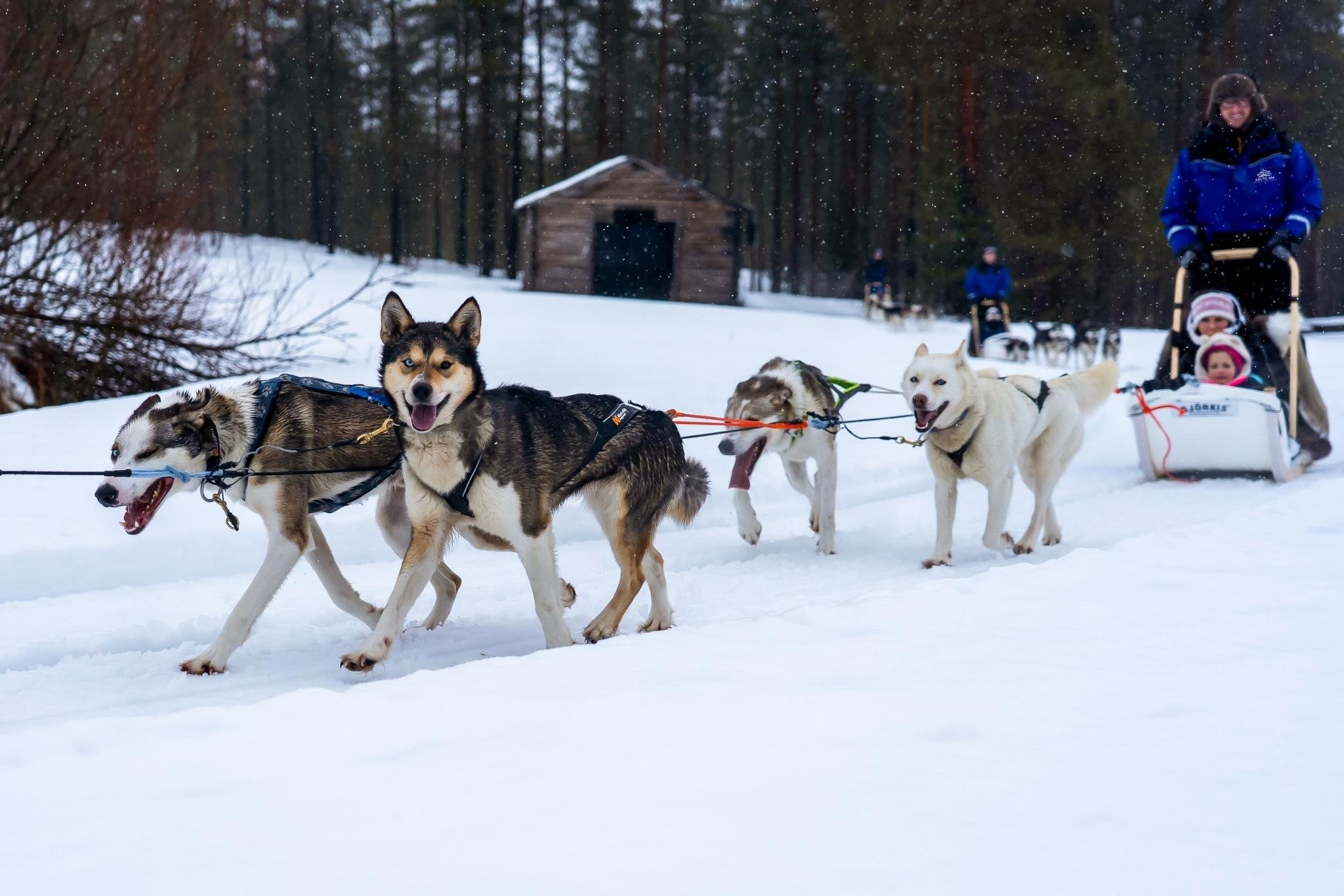 Rovaniemi Husky Safari: Drive Your Own Team & Lapland BBQ