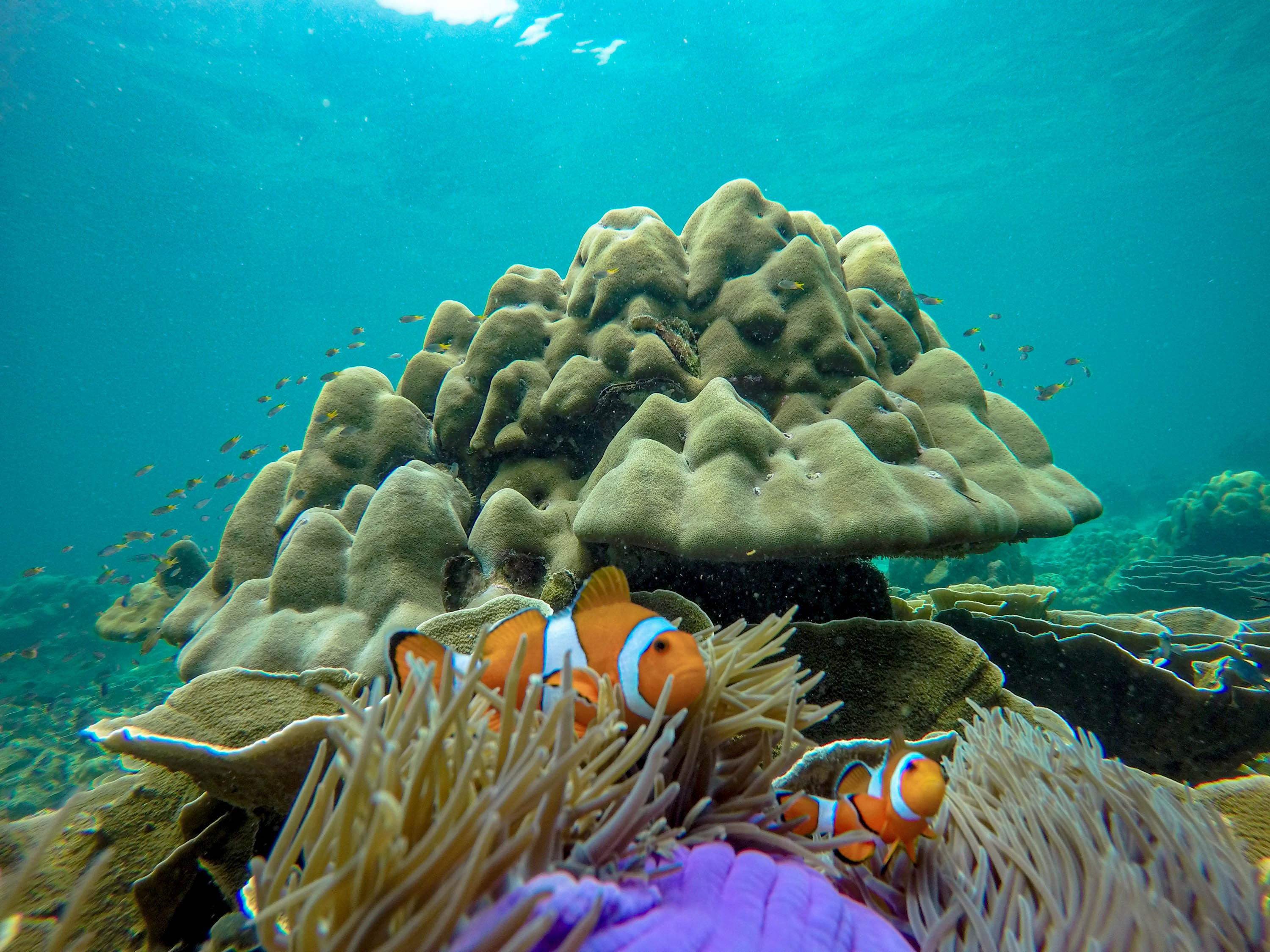 Phi Phi & Bamboo Islands Premium Speedboat Day Trip from Phuket