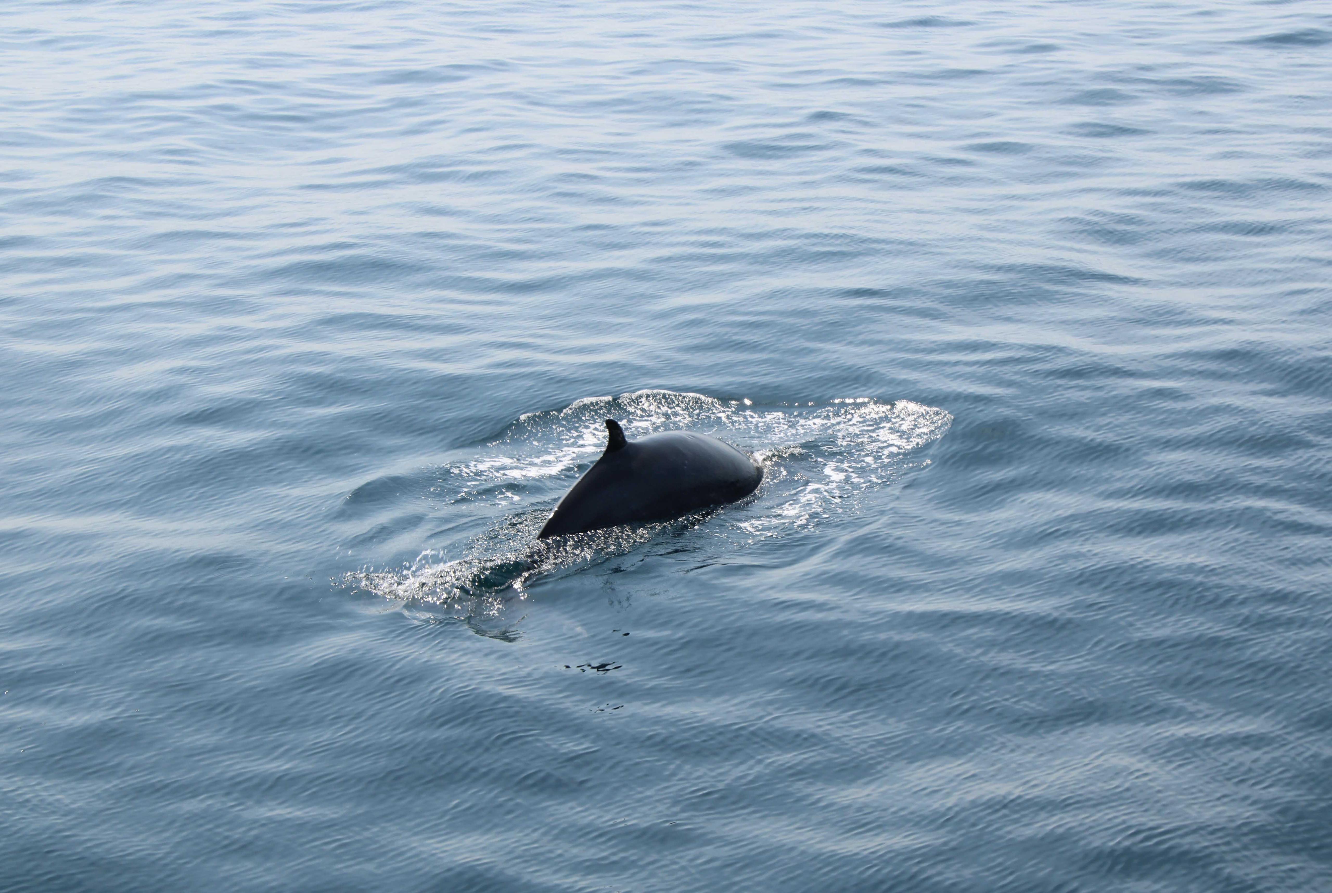 Dingle Mini Eco Boat Tour