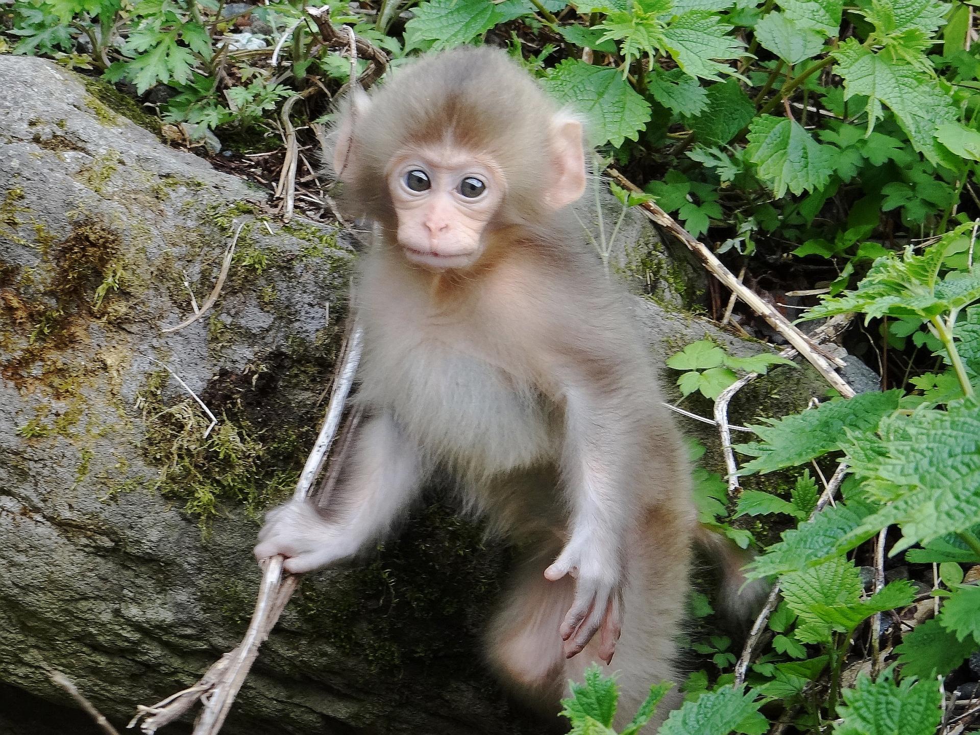 Jigokudani Snow Monkey Park Guided Tour from Nagano