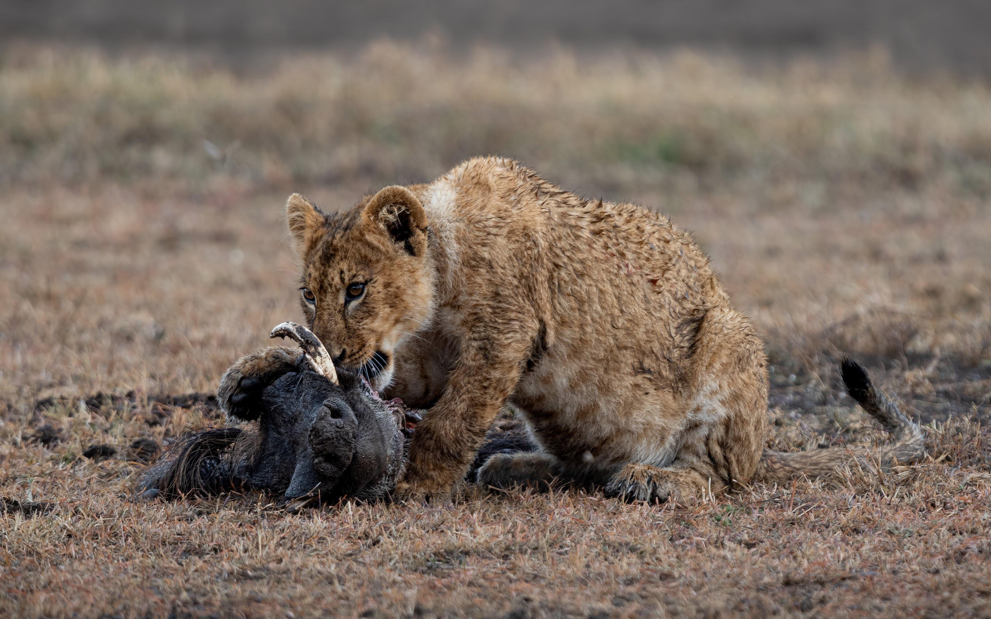 Maasai Mara Express: 1-Day Safari from Nairobi