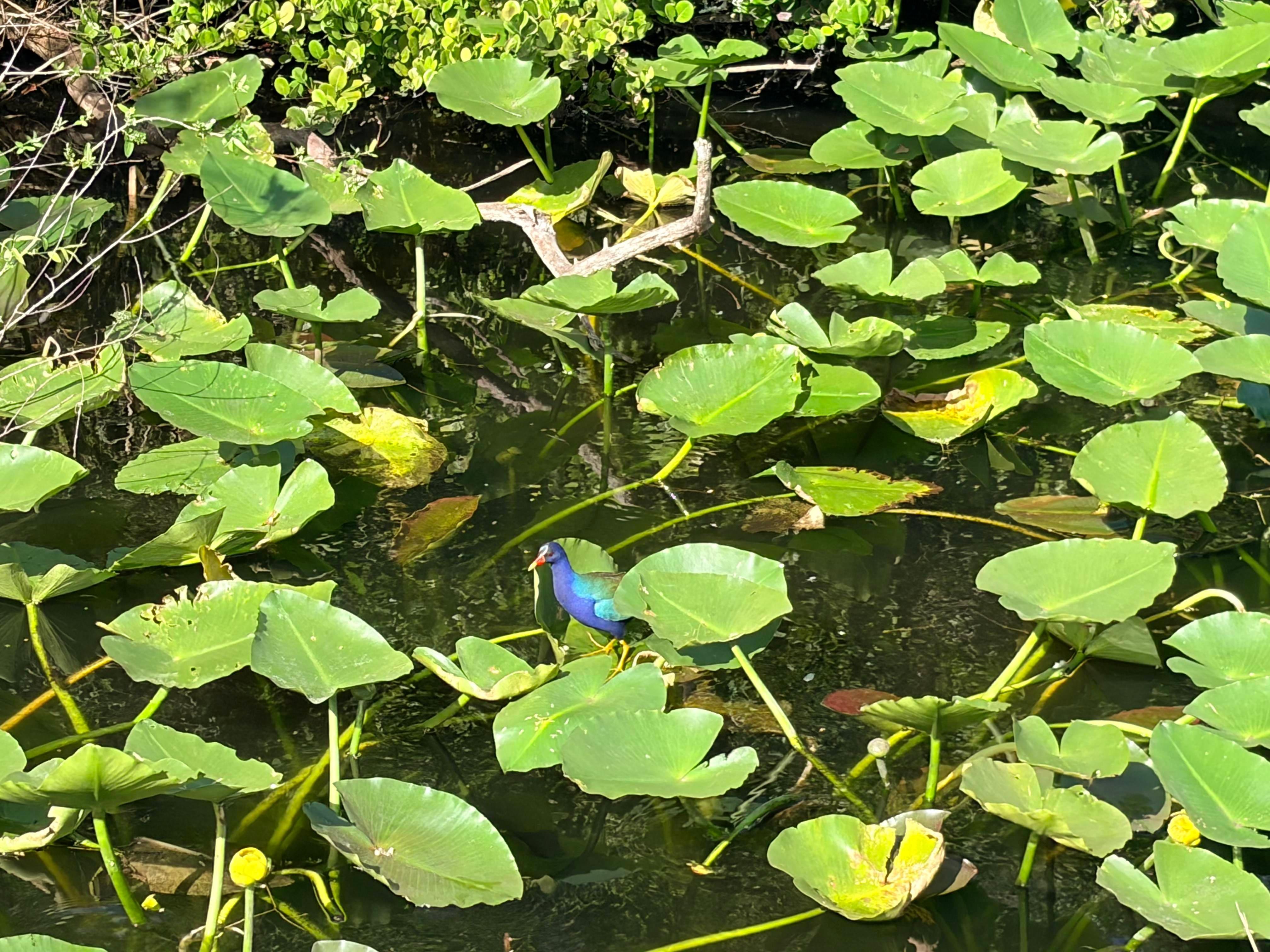 Everglades E-Bike & Wildlife Expedition from Miami