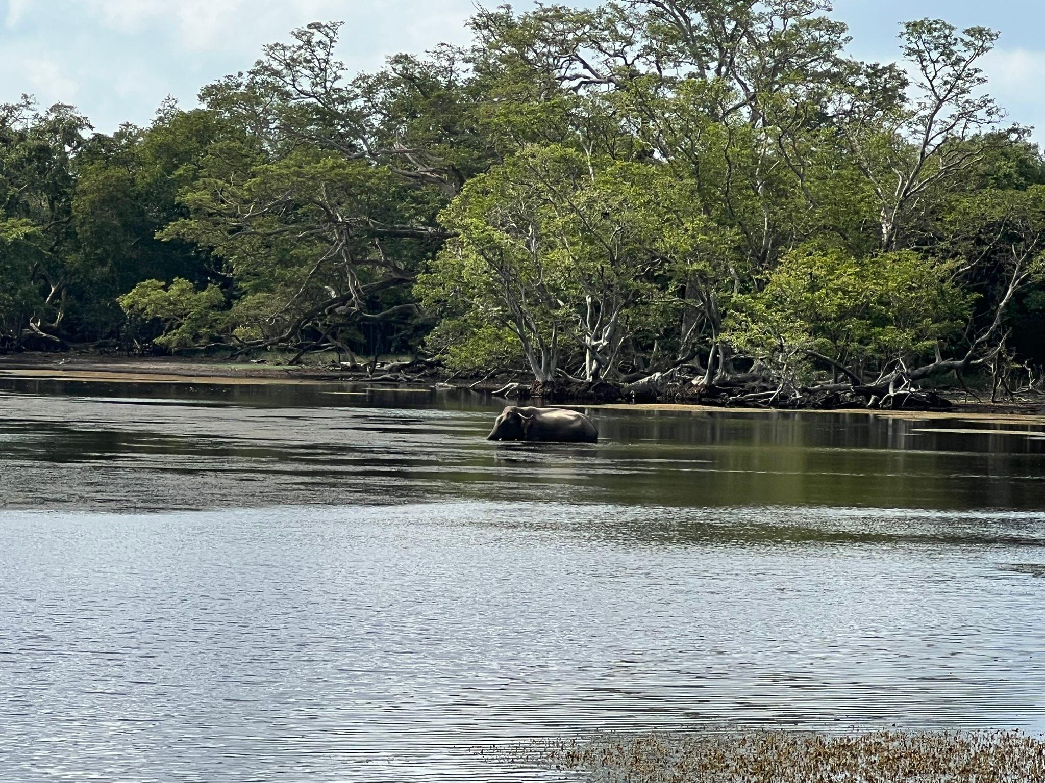 Full-Day Wilpattu National Park Safari from Anuradhapura