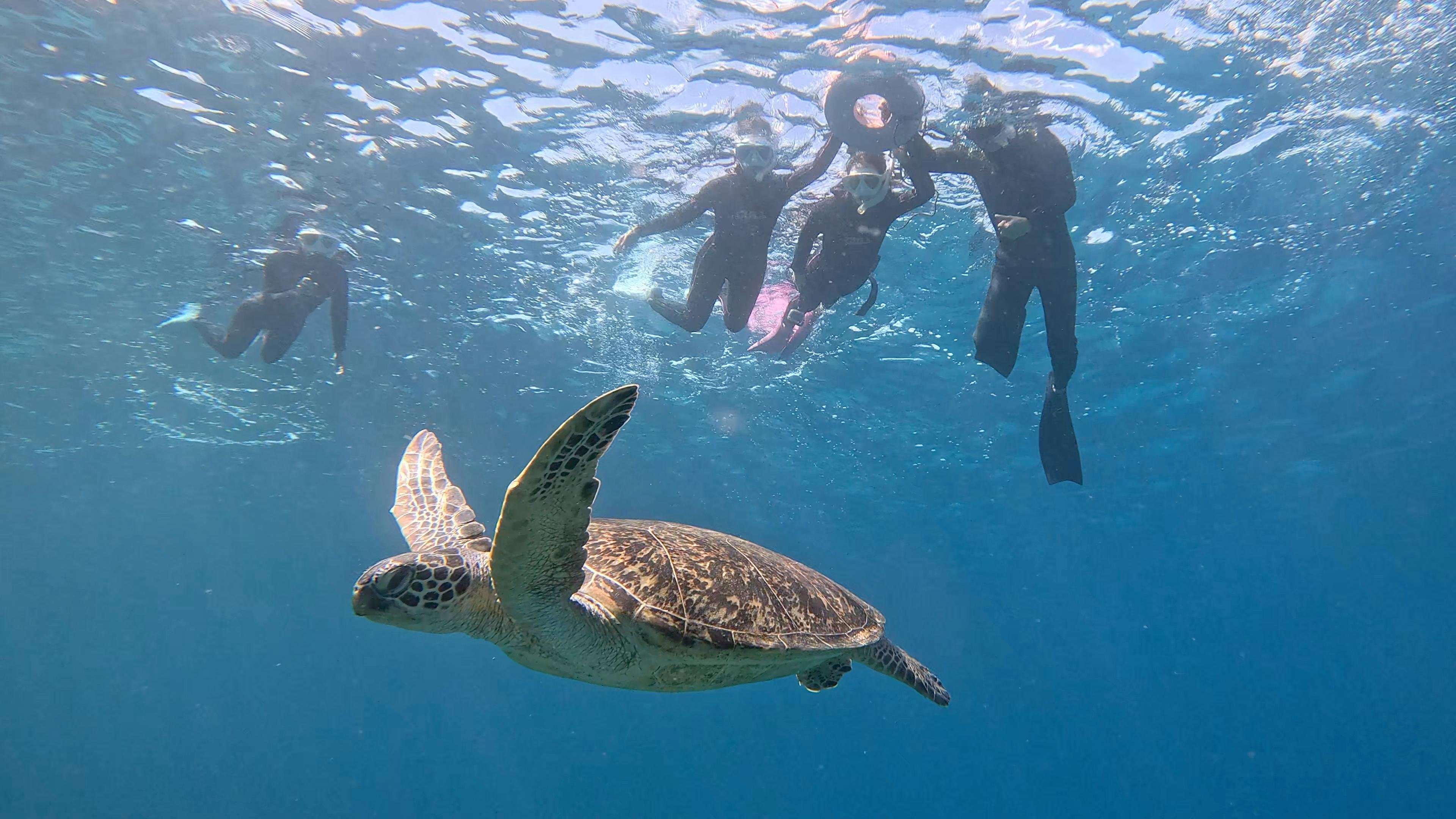 Tokashiki Island Sea Turtle Snorkeling & Resort Lunch