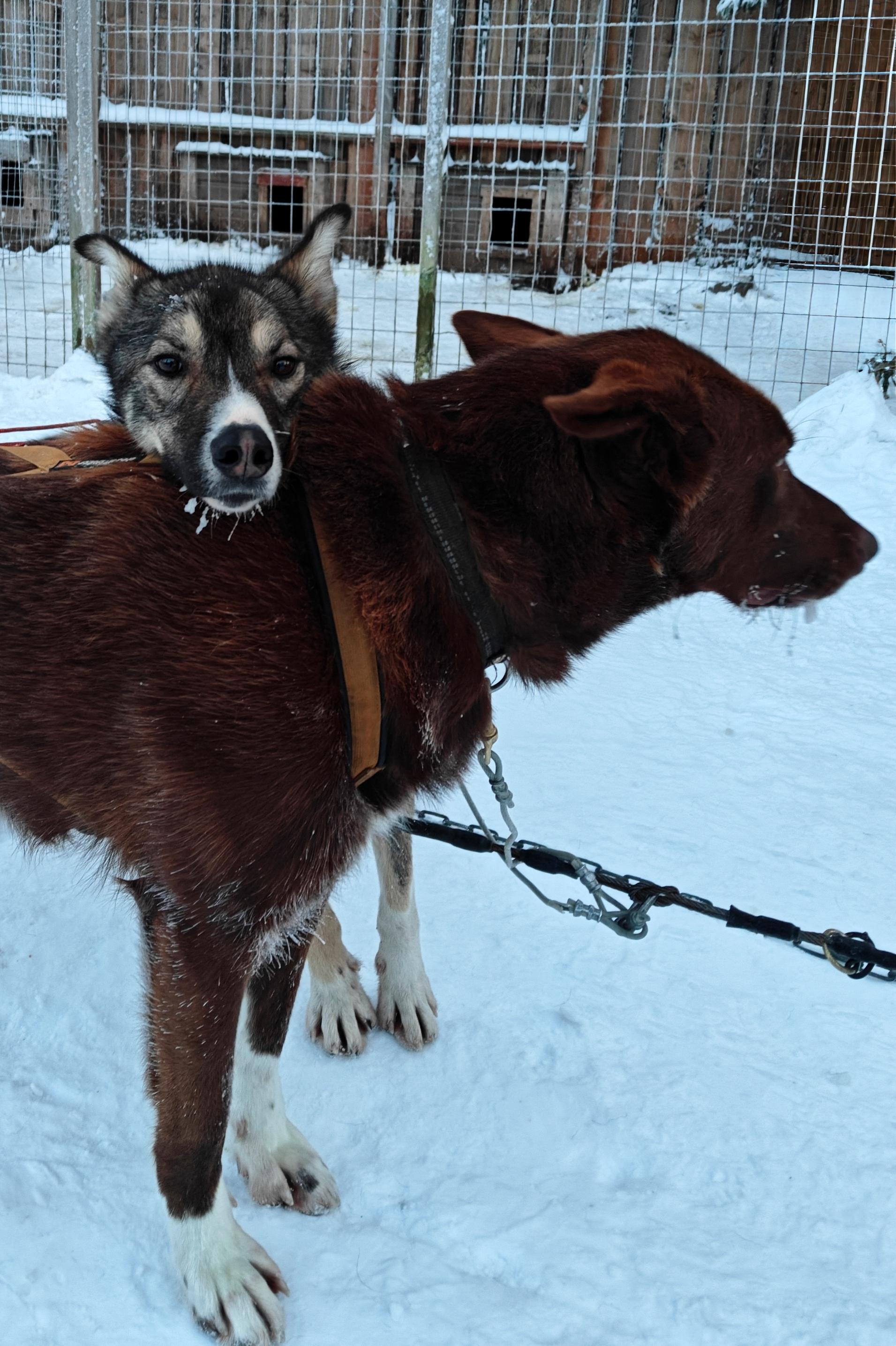 Rovaniemi Husky Safari with Transfers & Fireside BBQ