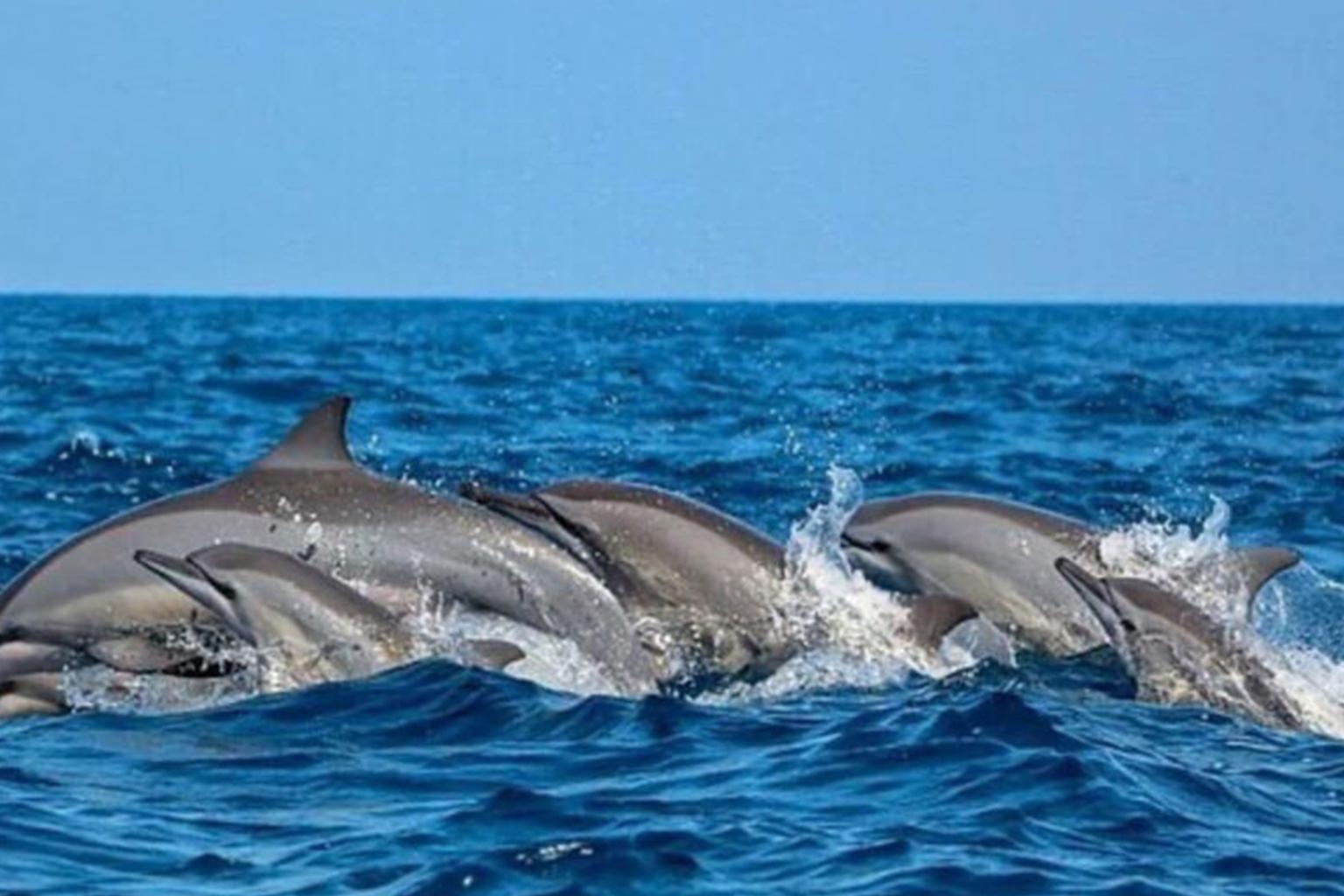 Mirissa Whale Watching Eco-Expedition