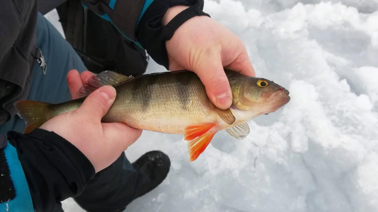 Ice Fishing Safari by Snowmobile
