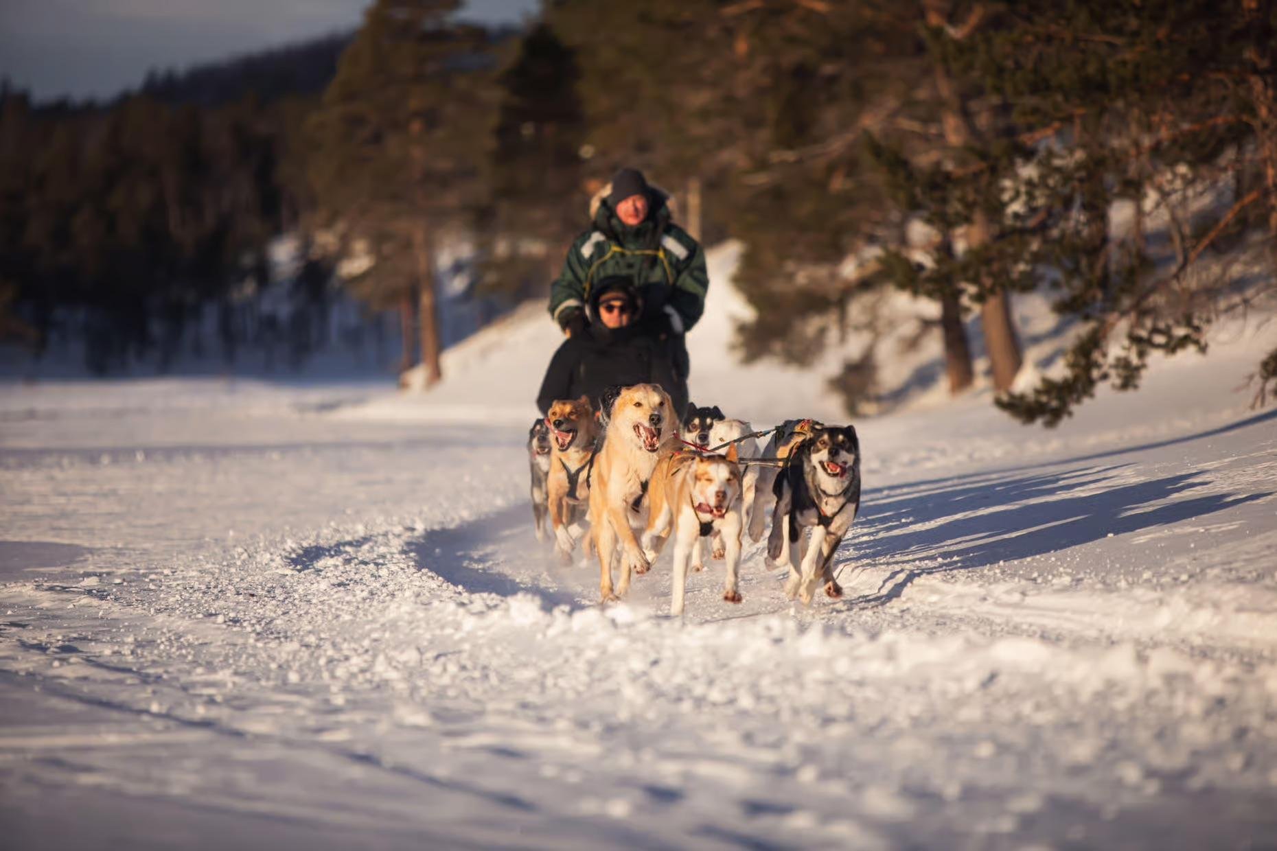 Tromsø Arctic Triple: Snowmobiling, Dogsledding & Reindeer Feeding