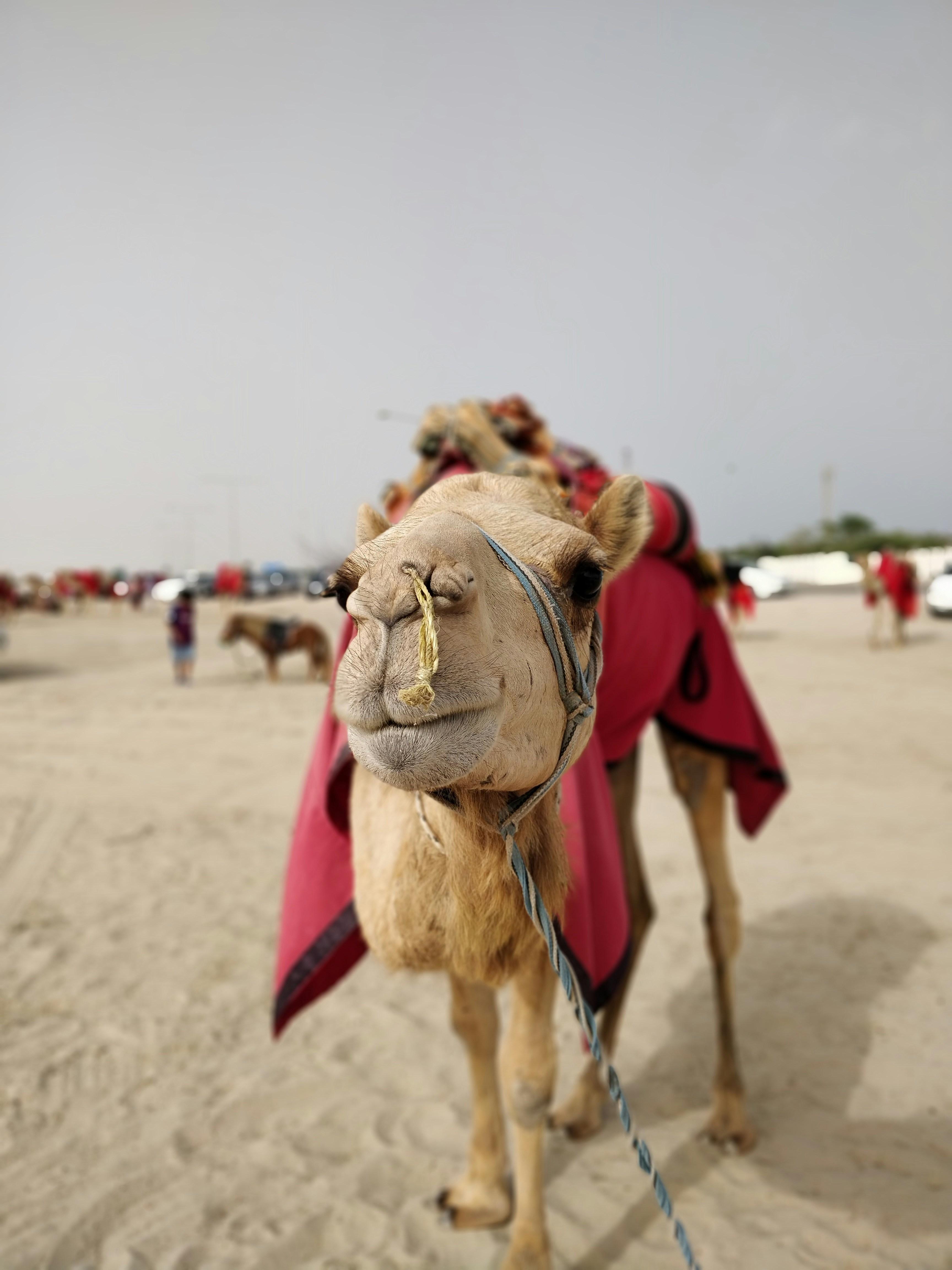 Doha Desert Safari: Dunes, Camels & Inland Sea