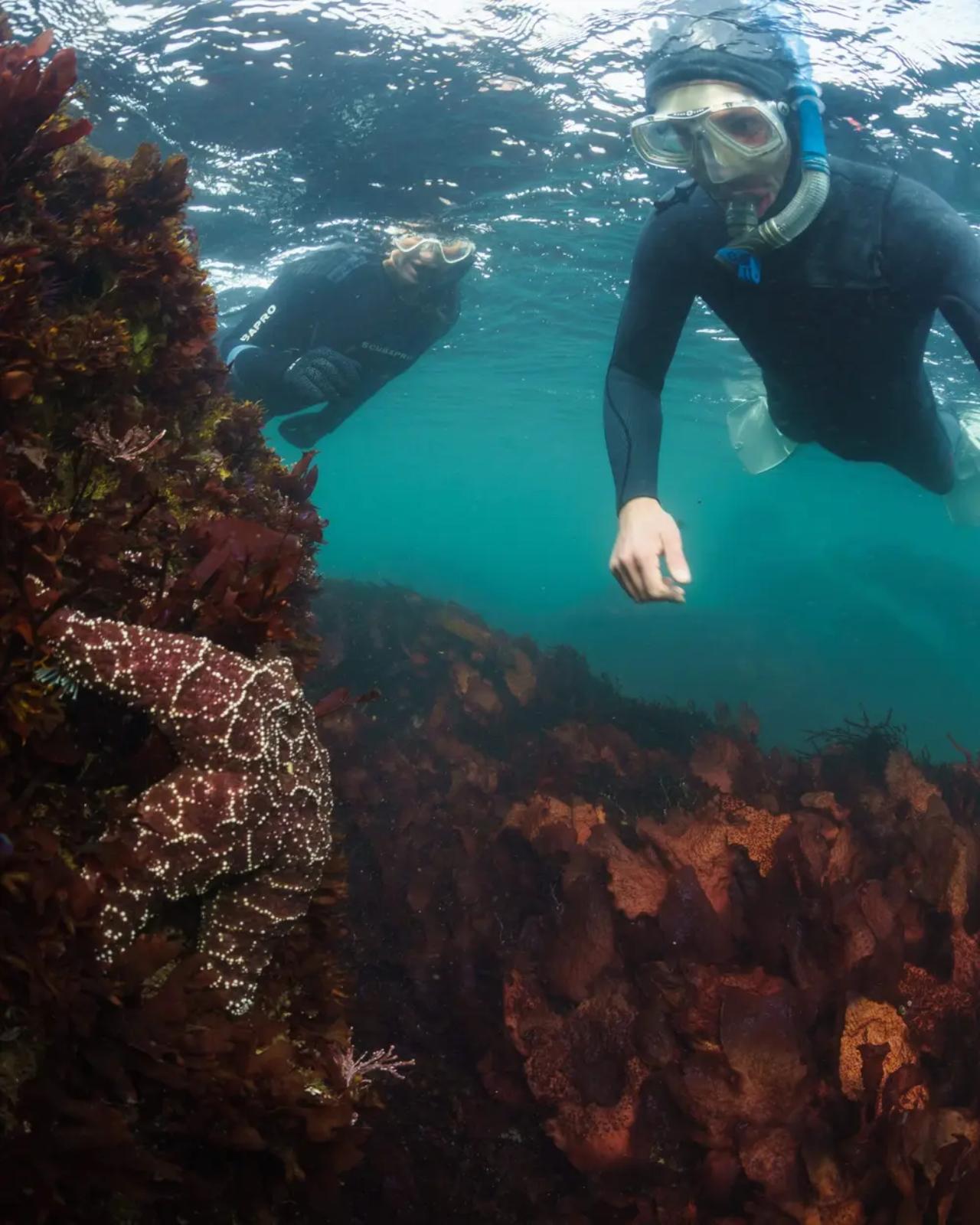 Monterey: Snorkeling Tour with Guide - 2026 (Verified Reviews)