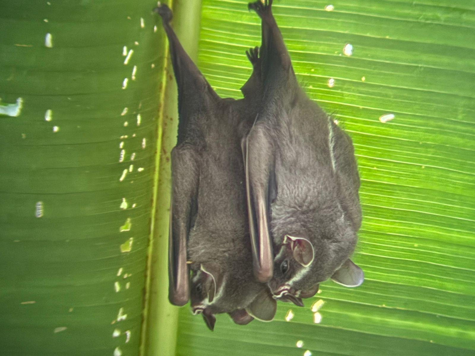 Manuel Antonio National Park: Wildlife Guided Tour with Entrance Fee