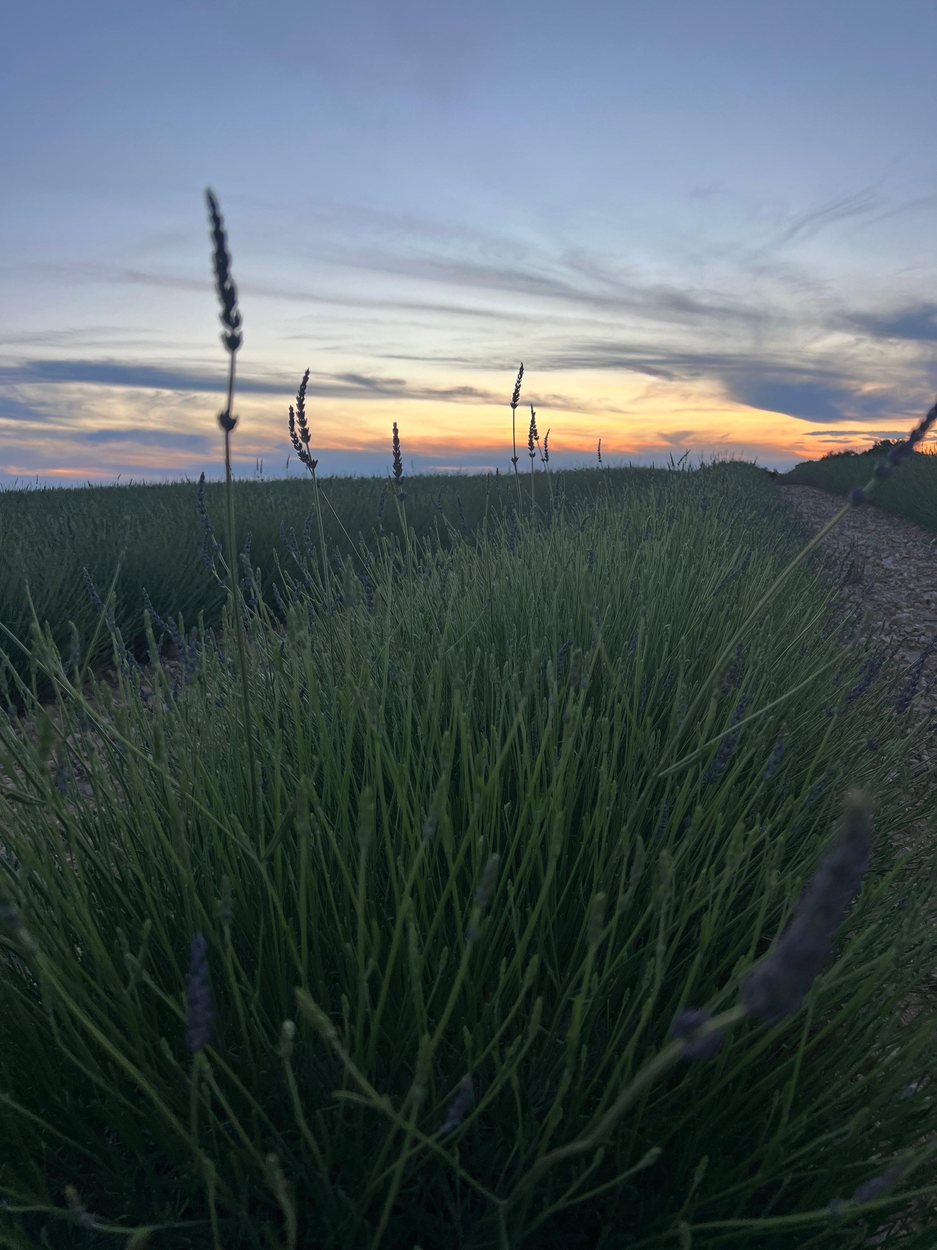 Valensole lavender fields in Provence — guided lavender tour photo 26