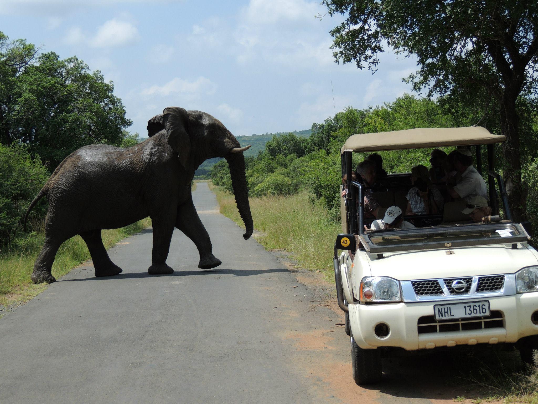 Big 5 Safari Adventure in Hluhluwe-iMfolozi Park