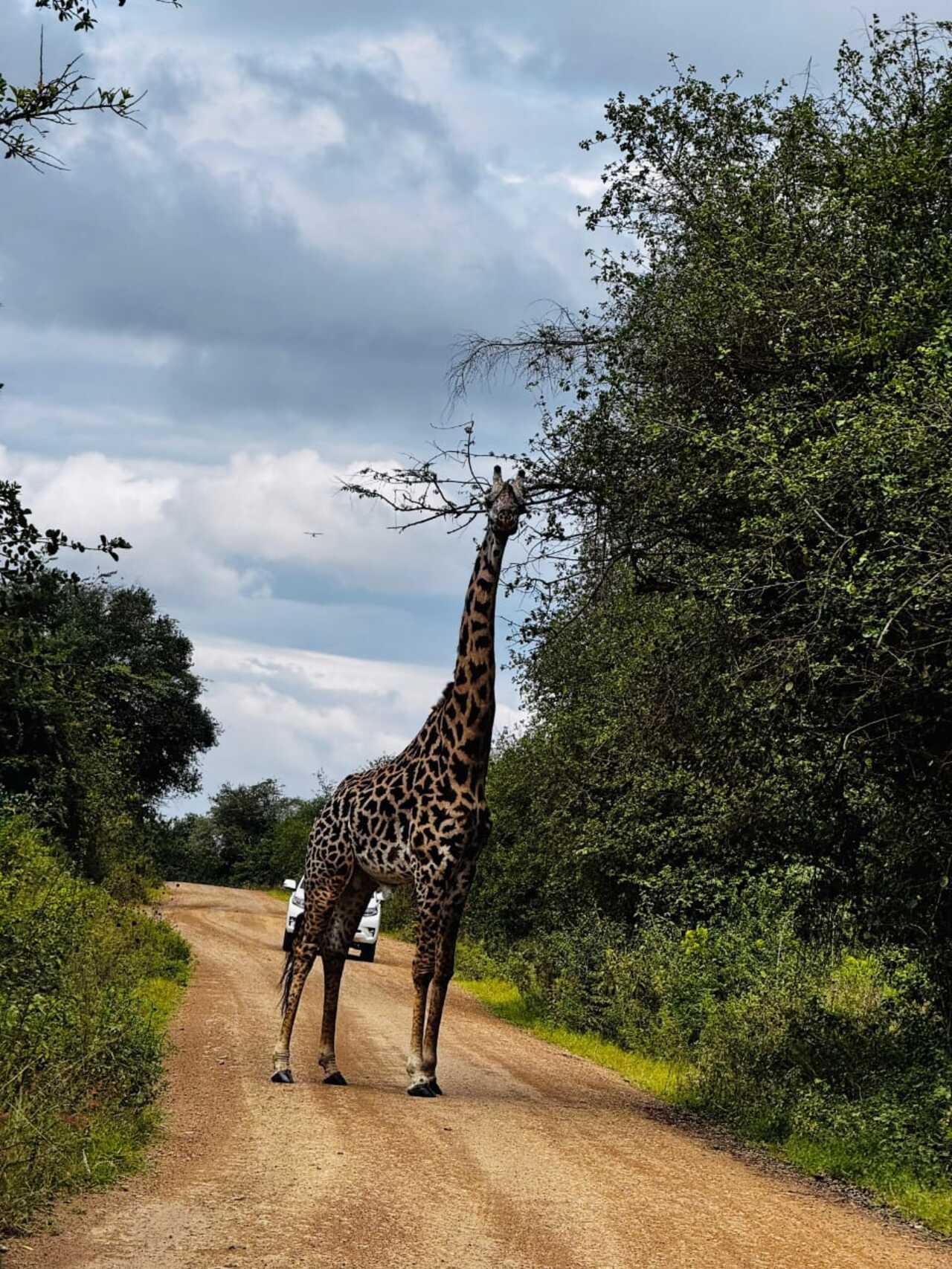 Nairobi National Park 5-Hour 4x4 Wildlife Safari