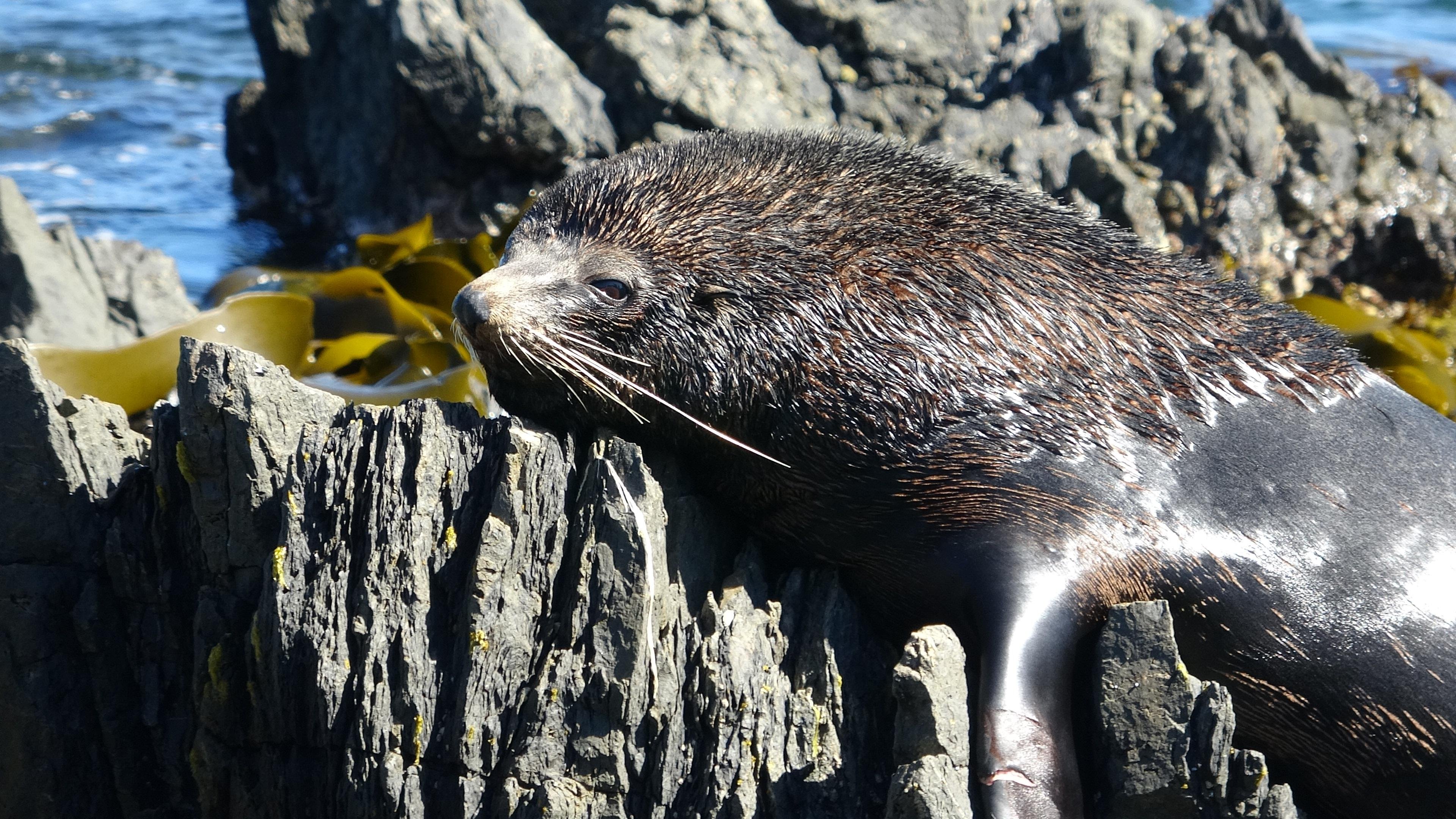 Wellington Seal Coast Safari