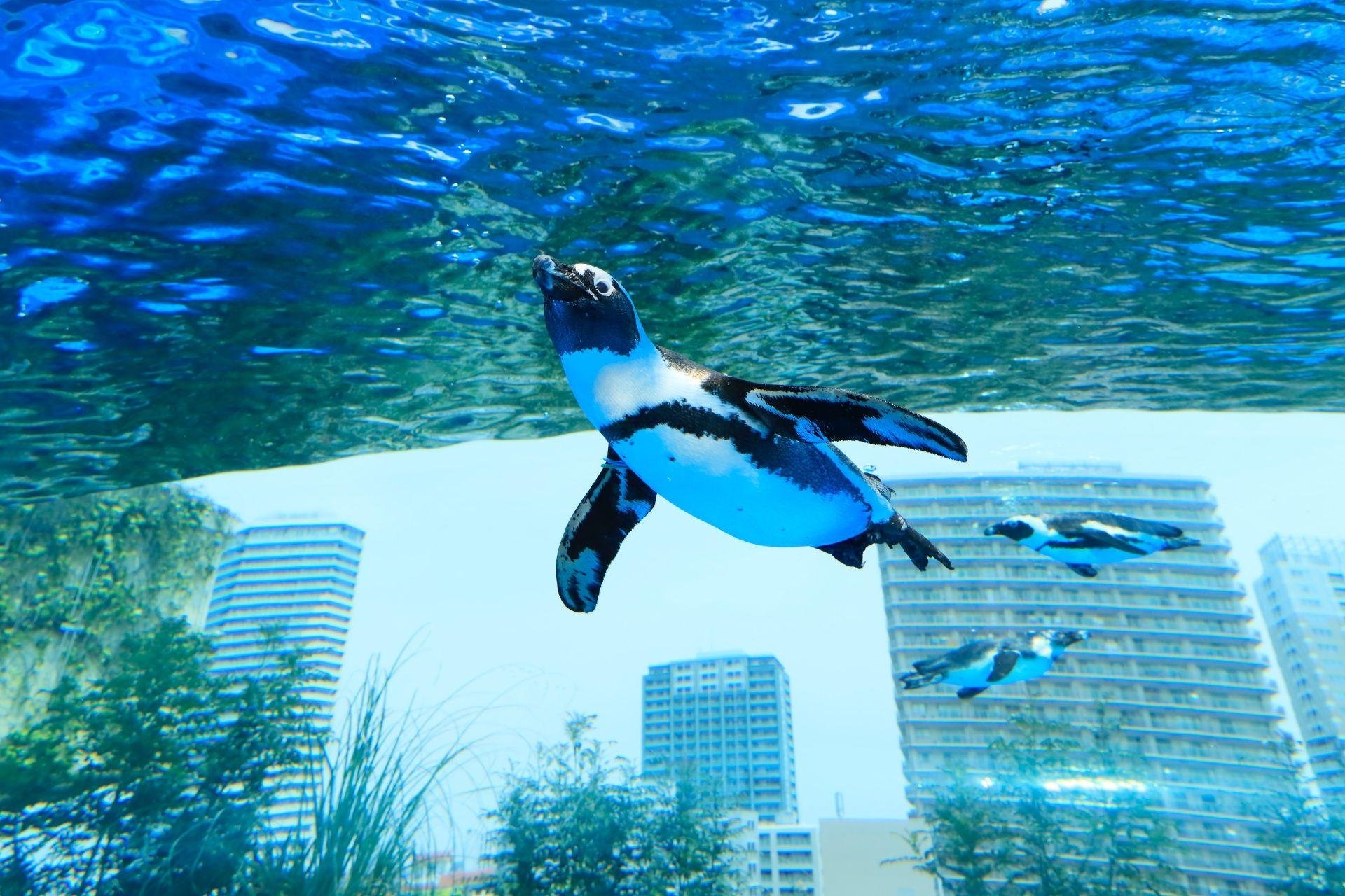 Tokyo: Sunshine Aquarium Admission Ticket