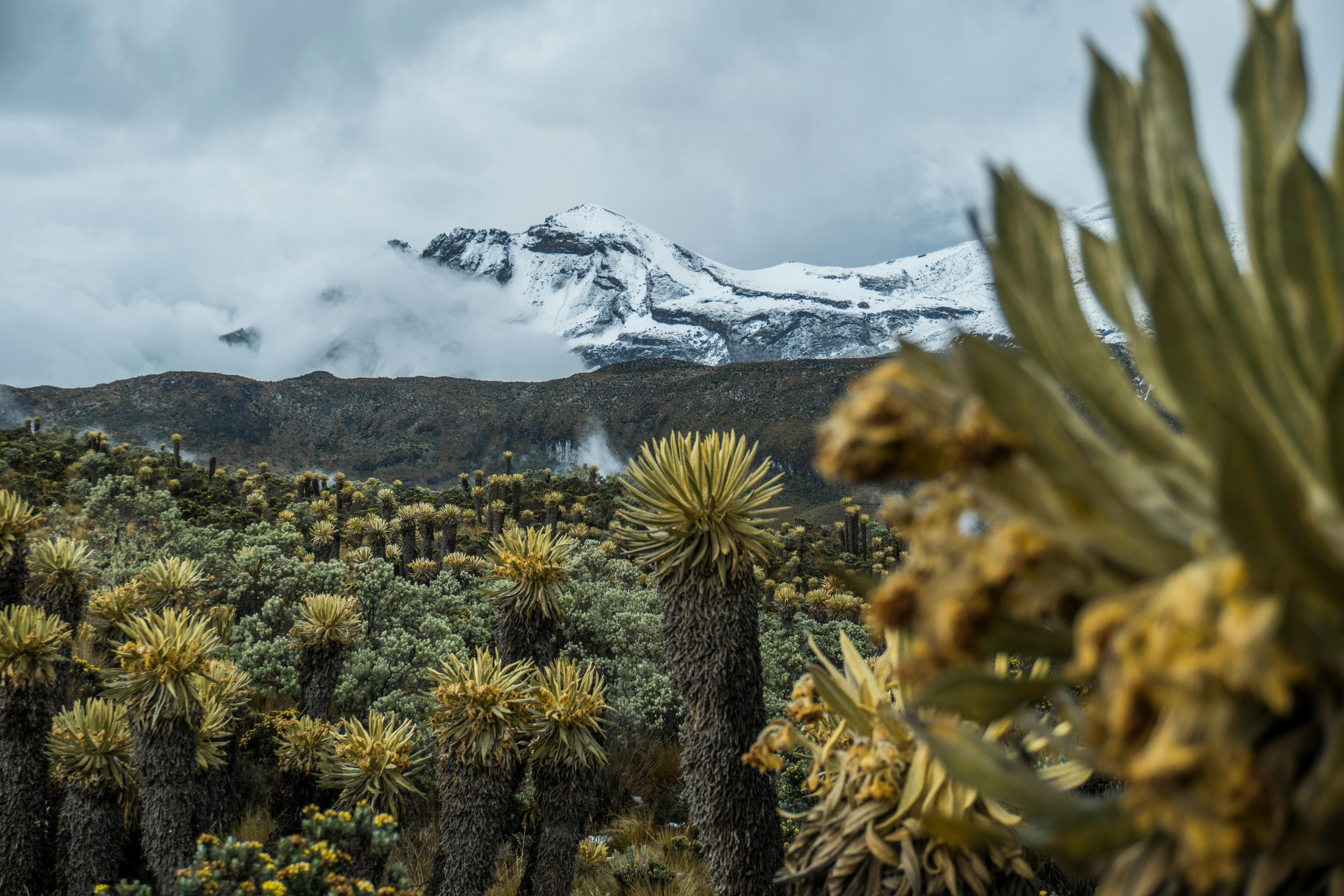 Kilimanjaro Day Hike: Shira Plateau or Marangu Forest