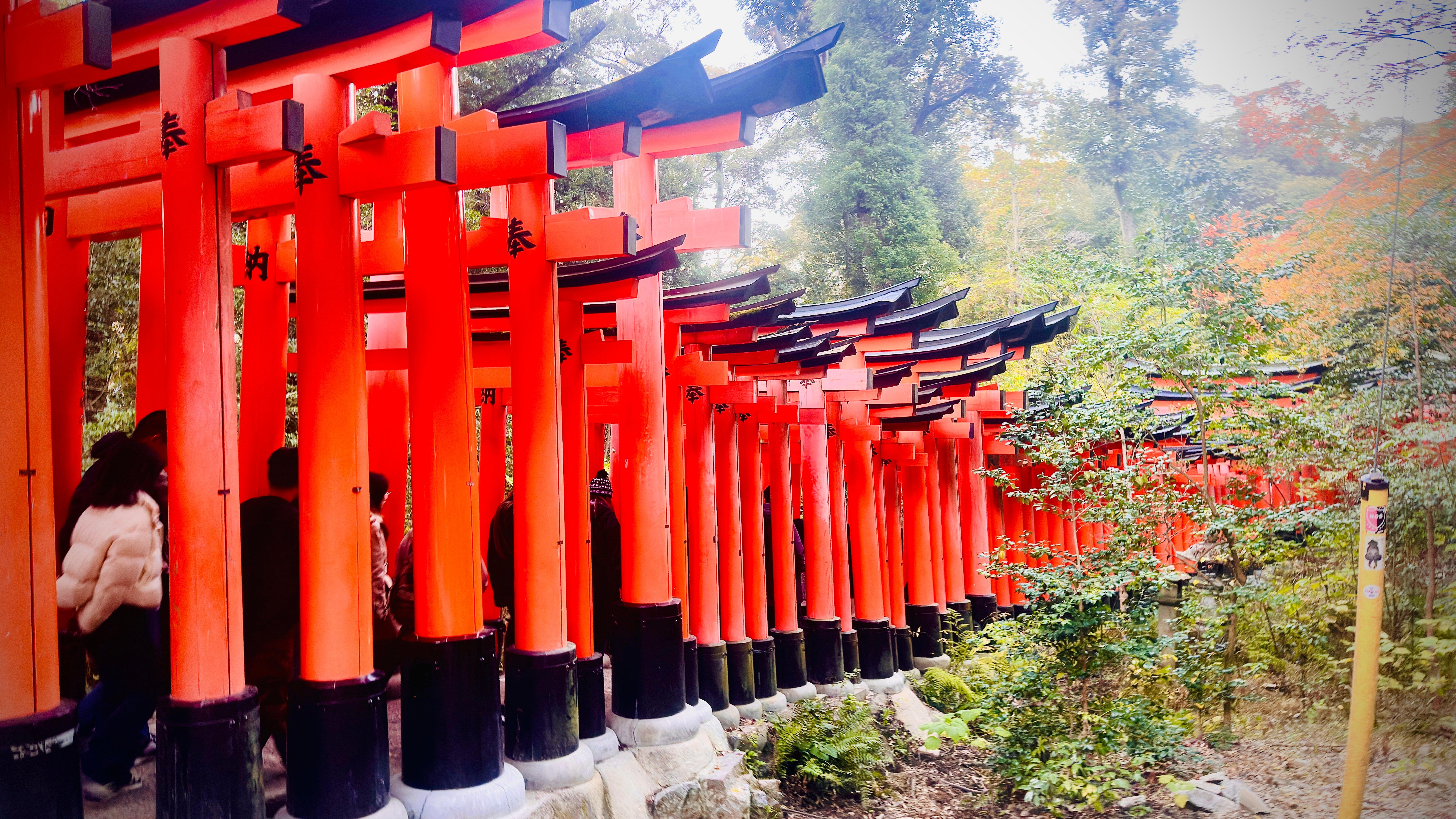 Privat høydepunkts-tur i Kyoto med sjåfør og engelskspråklig guide