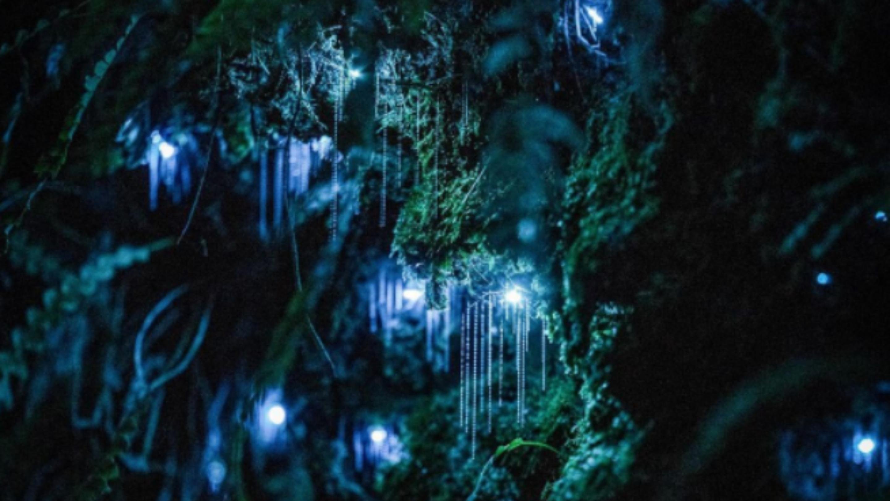 Hidden Glow Worm Forest Walk
