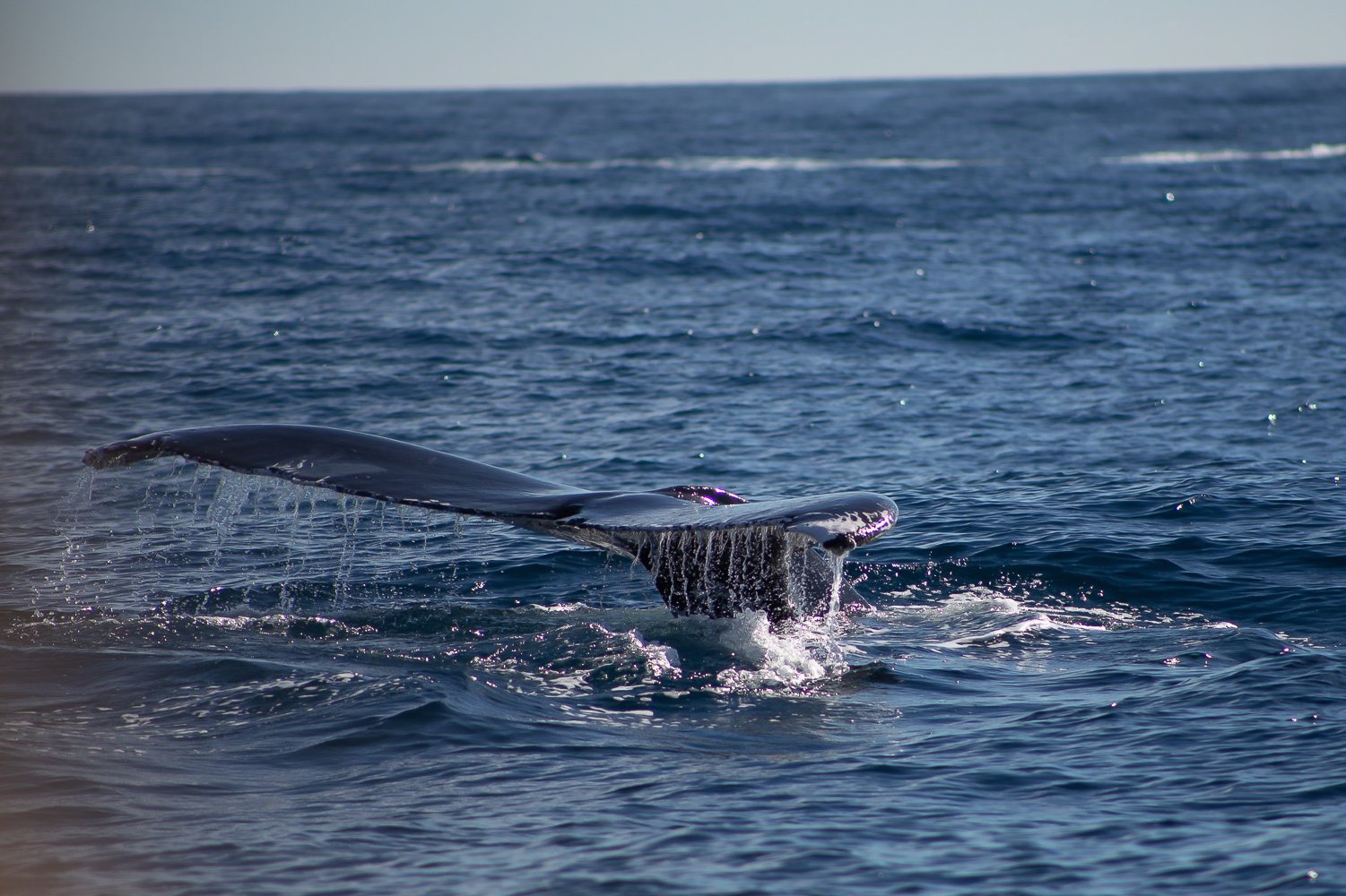 Cabo San Lucas Whale Watching Breakfast Cruise