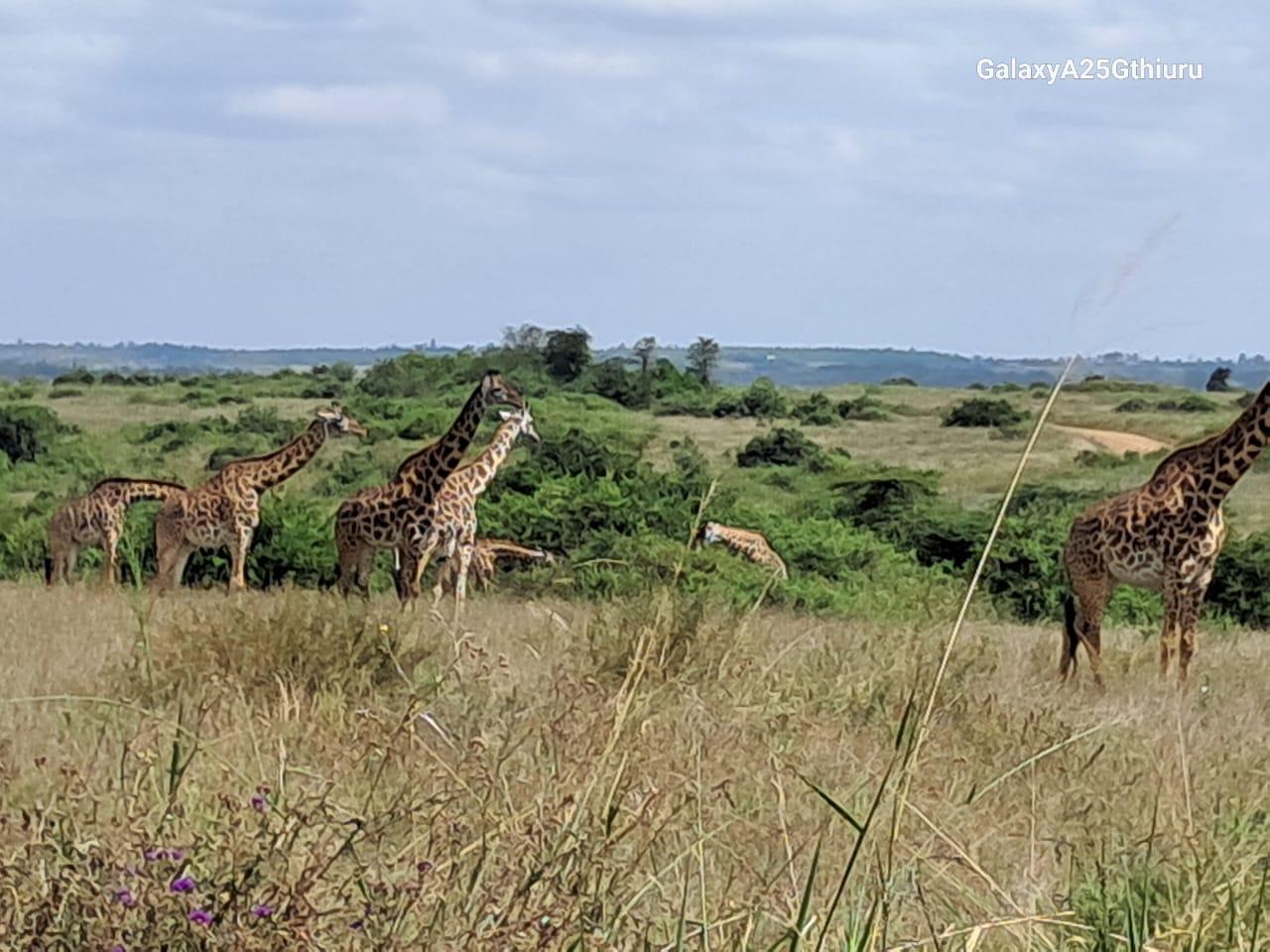 Nairobi Safari: National Park, Elephant Orphanage & Giraffe Center
