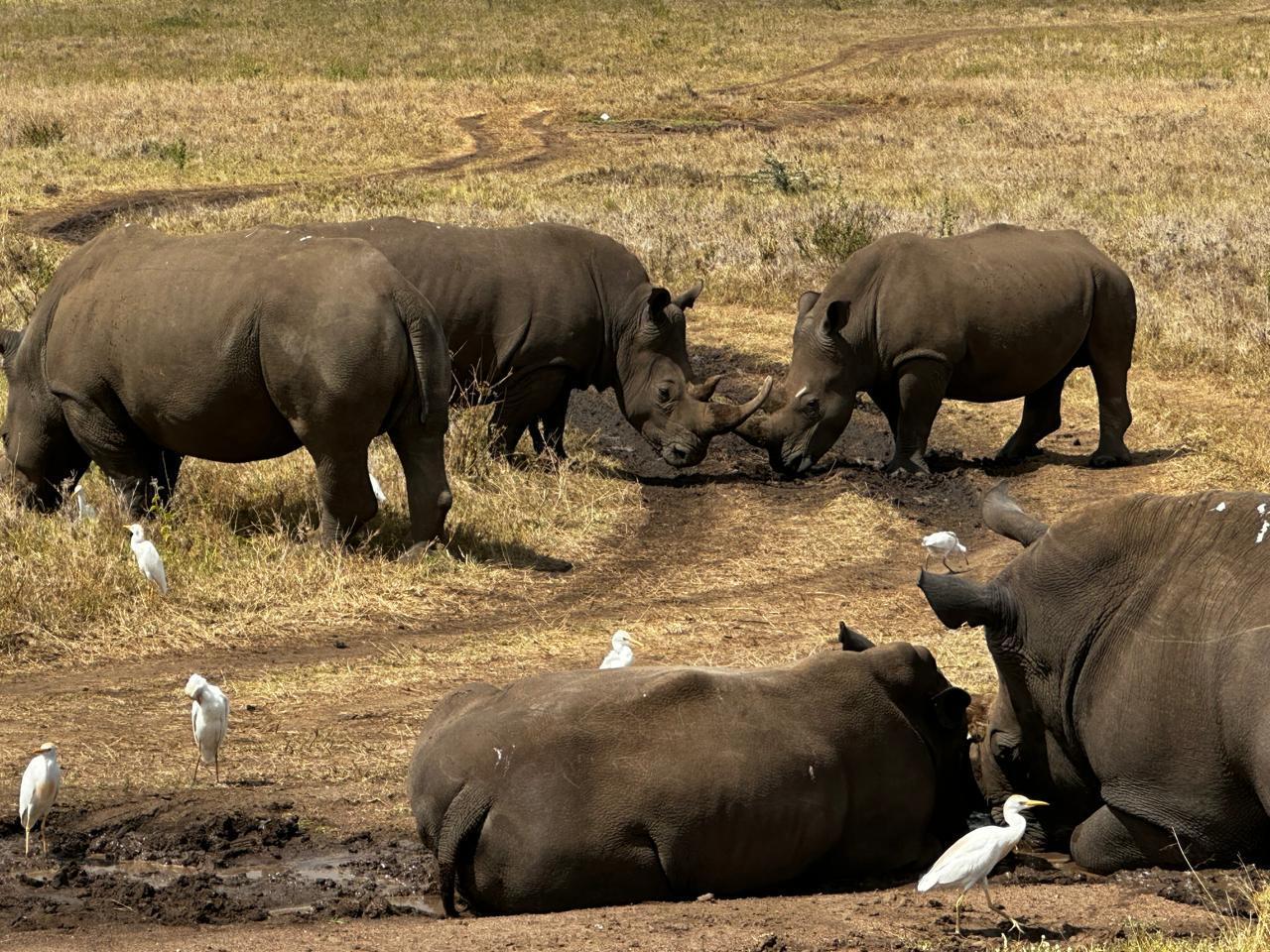 Nairobi National Park 5-Hour Guided Safari