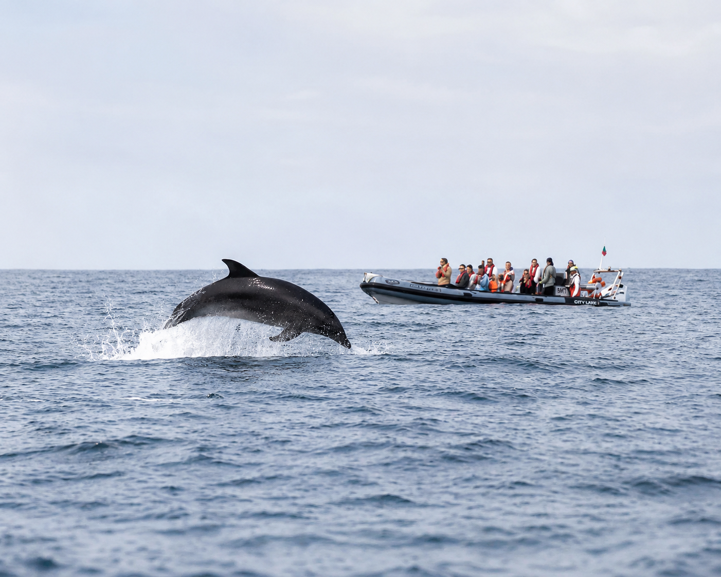 Faro Dolphin & Marine Wildlife Discovery