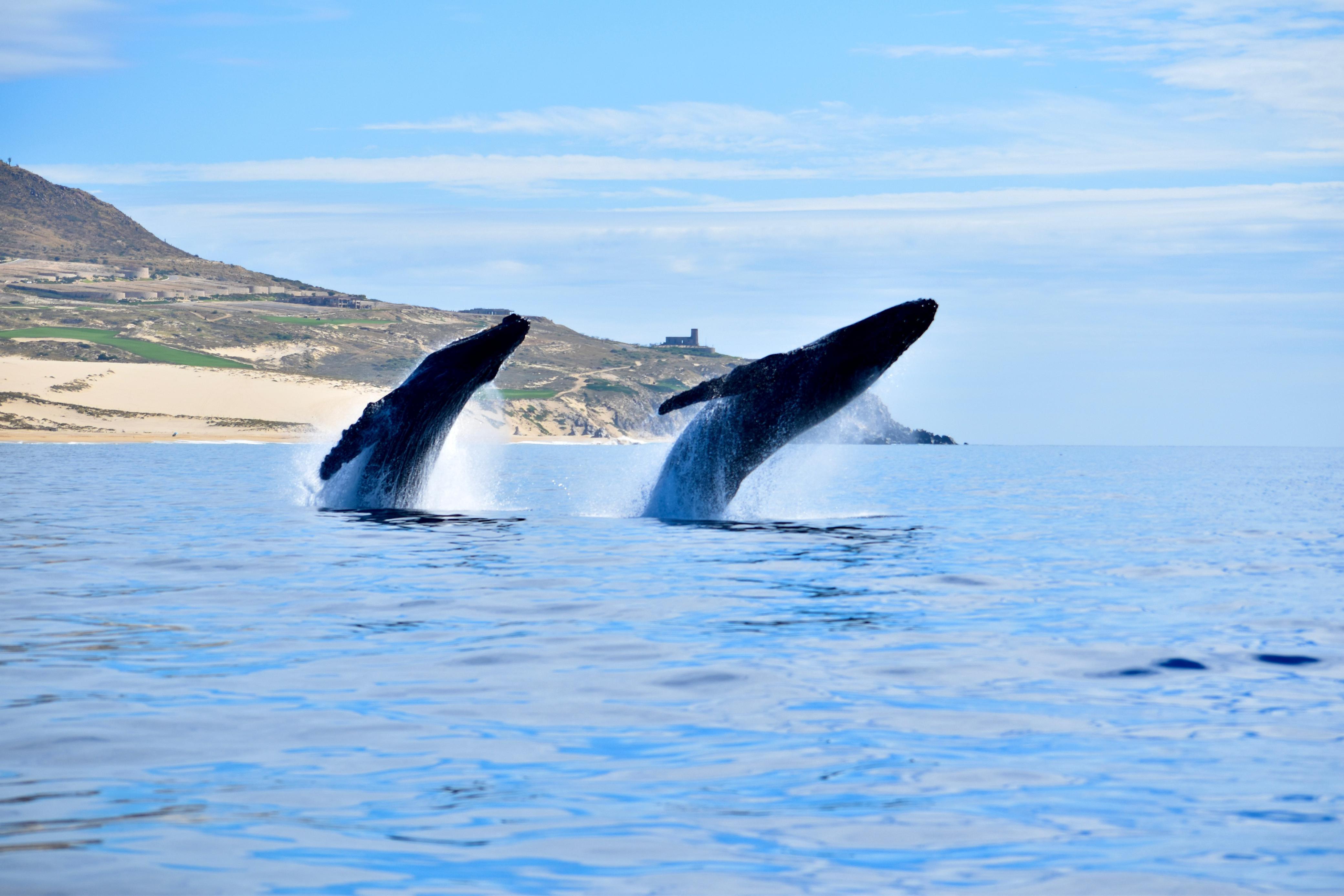 Cabo Whale Watching with All-Female Crew & Marine Biologist
