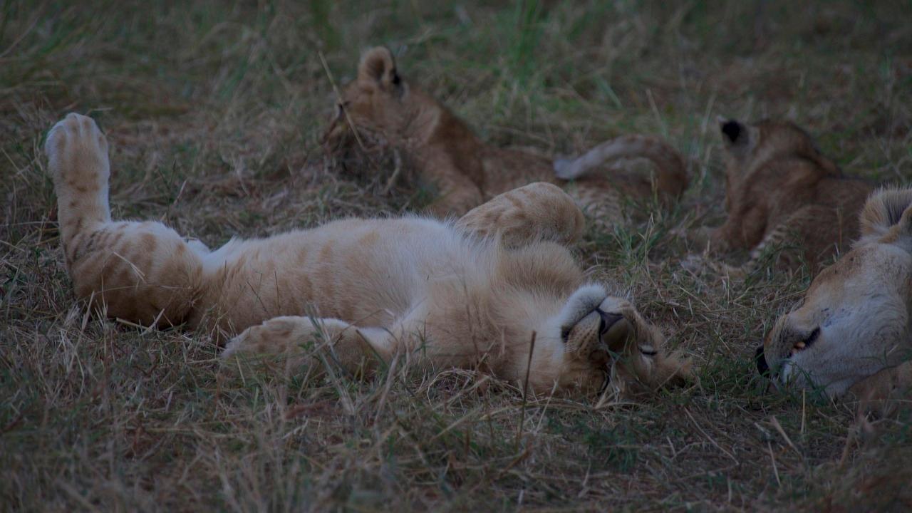 3-Day Maasai Mara Group Safari from Nairobi