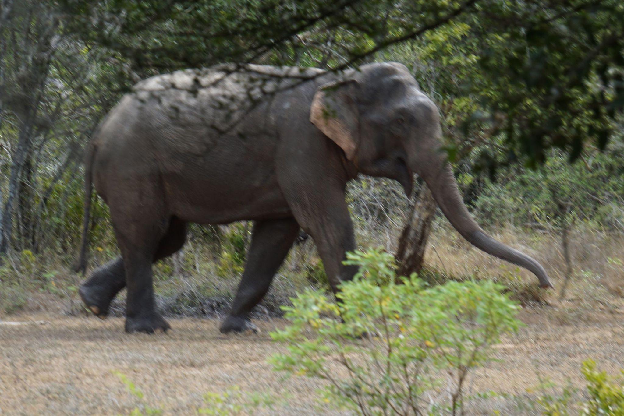 Full-Day Wilpattu National Park Safari from Anuradhapura