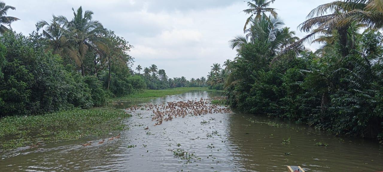 Kochi Backwater Village Immersion with Traditional Sadya Lunch