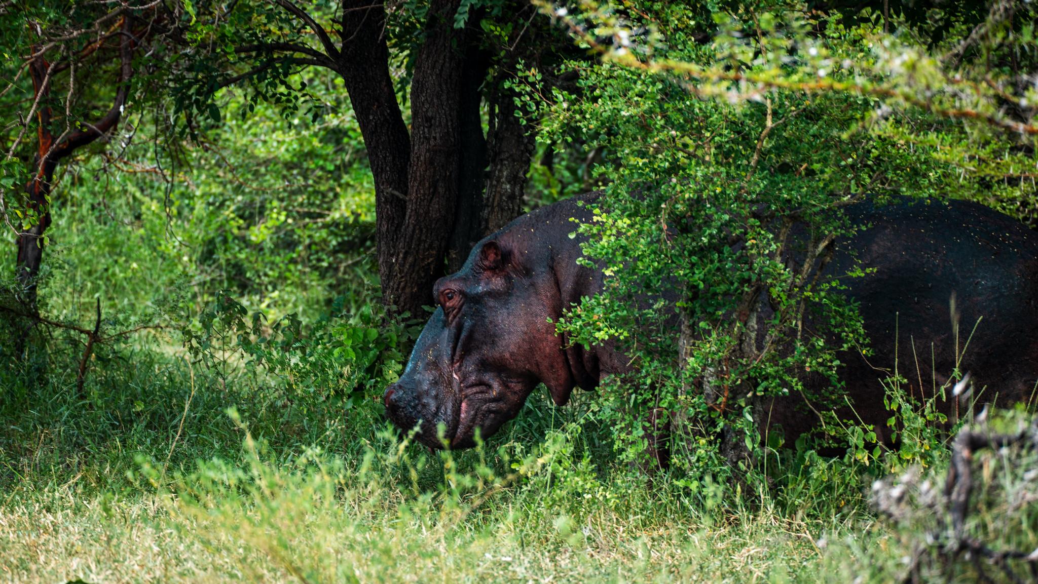 Zanzibar to Selous: Full-Day Safari with Bush Lunch (+ 2-Day Option)