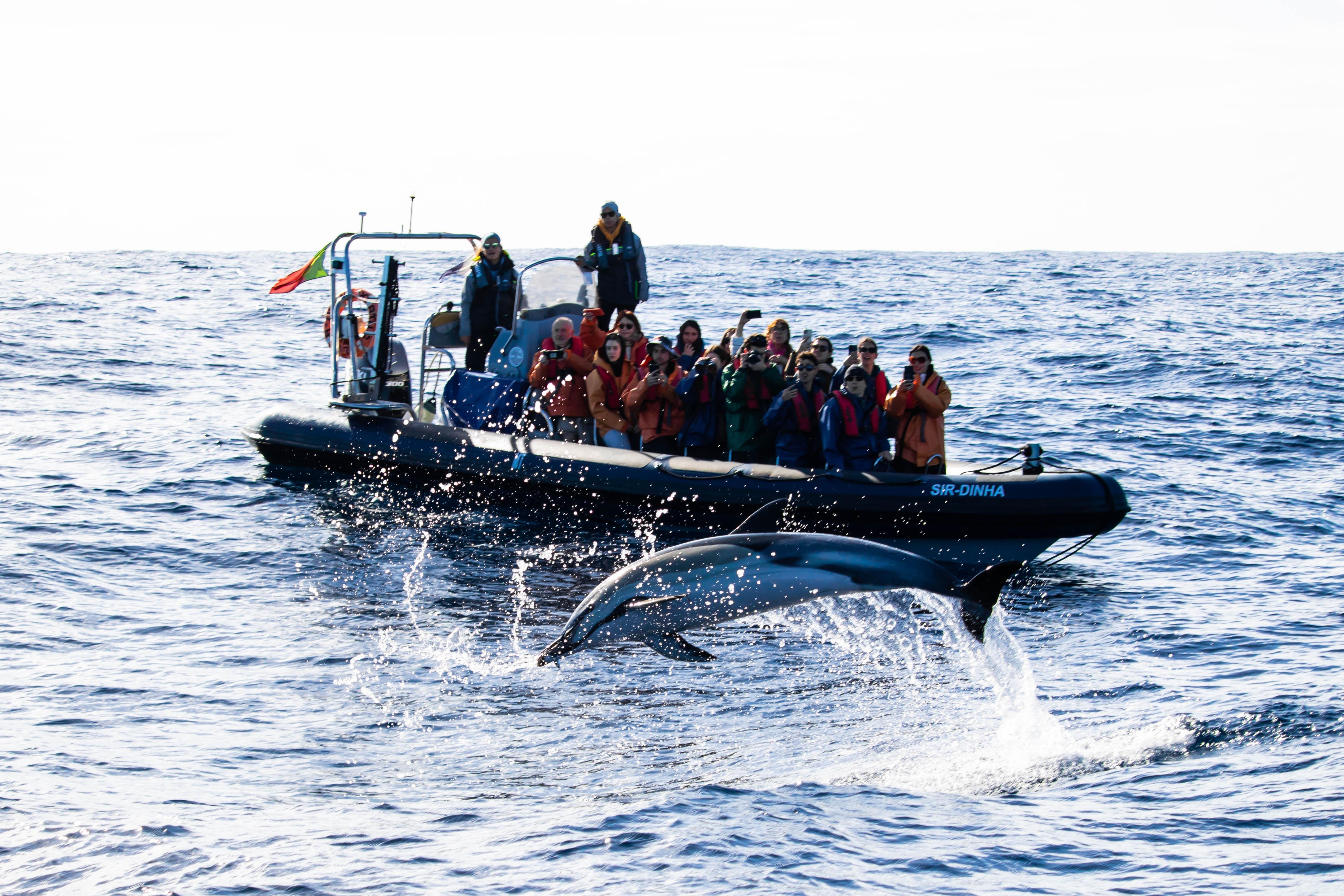 São Miguel Full-Day Whale Watching & Dolphin Swimming