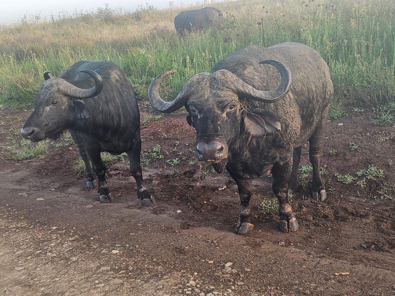 Nairobi National Park: Early Morning Guided Safari