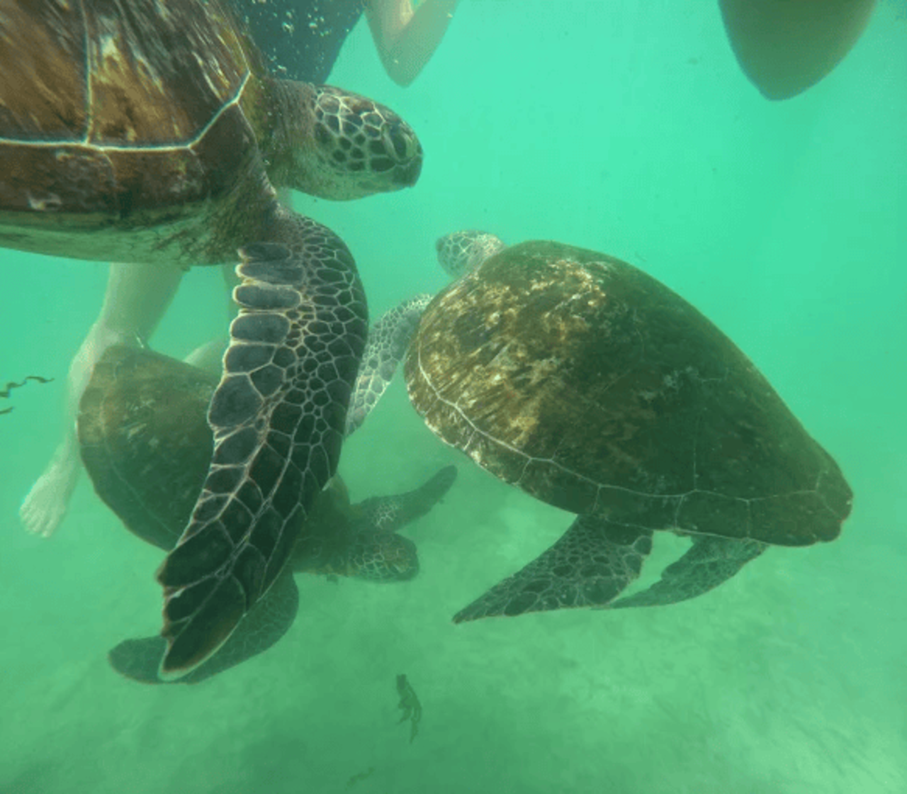 Mirissa Blue Whale Safari & Turtle Snorkeling Adventure