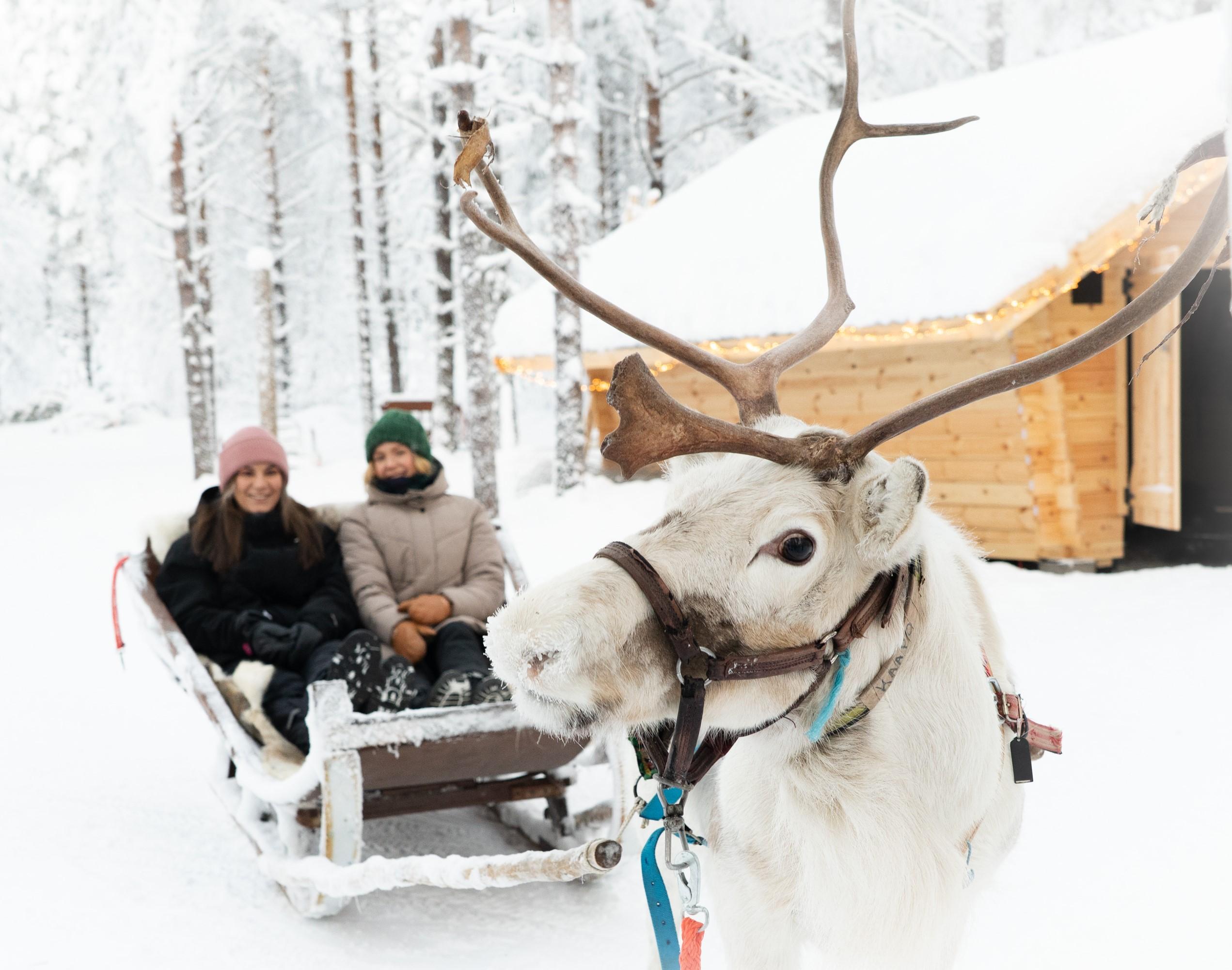 Lappish Reindeer Sleigh Adventure & Farm Visit from Rovaniemi
