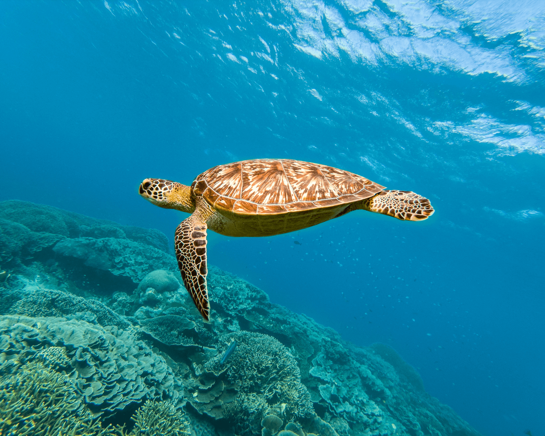 Tulum Two-Stop Reef Snorkel Tour