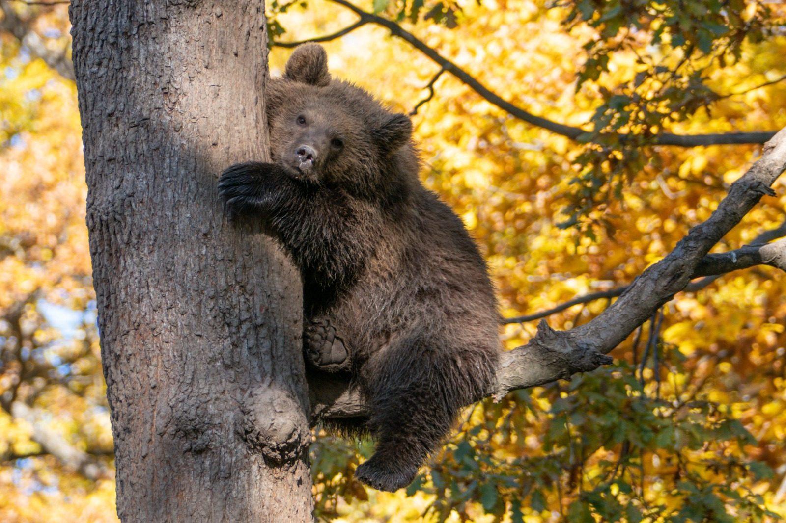 Transylvanian Highlights: Bear Sanctuary, Bran Castle & Râșnov