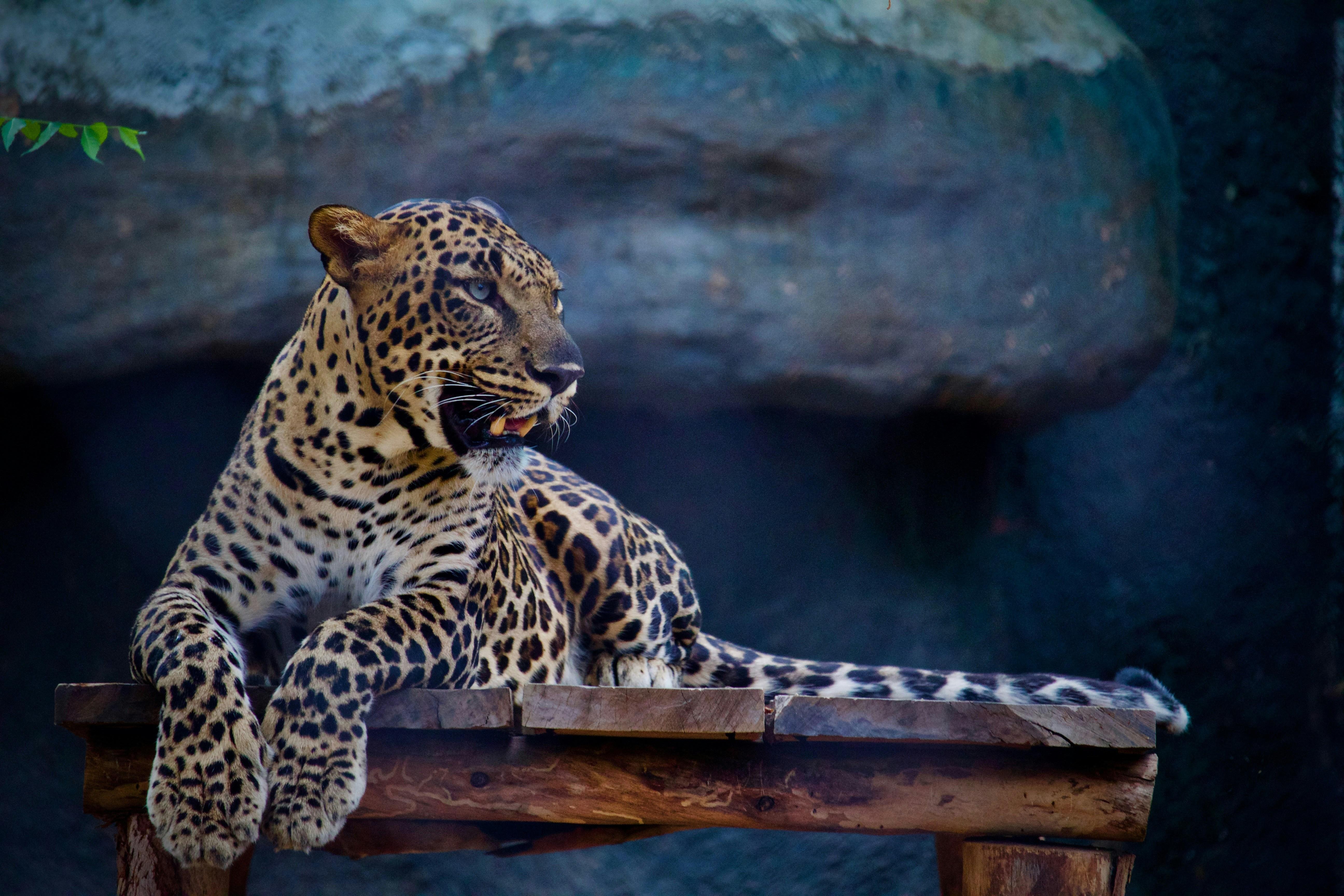 Jaipur Jhalana Amagarh Leopard Reserve 4×4 Jeep Safari